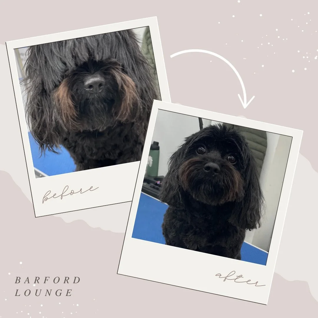 Side-by-side comparison of a small black dog with brown markings before and after grooming, showing a cleaner, neater coat in the after photo. The background is pink with white splashes and a white arrow indicating transformation, with the text "before" and "after" on the photos. The location is Barford Lounge.