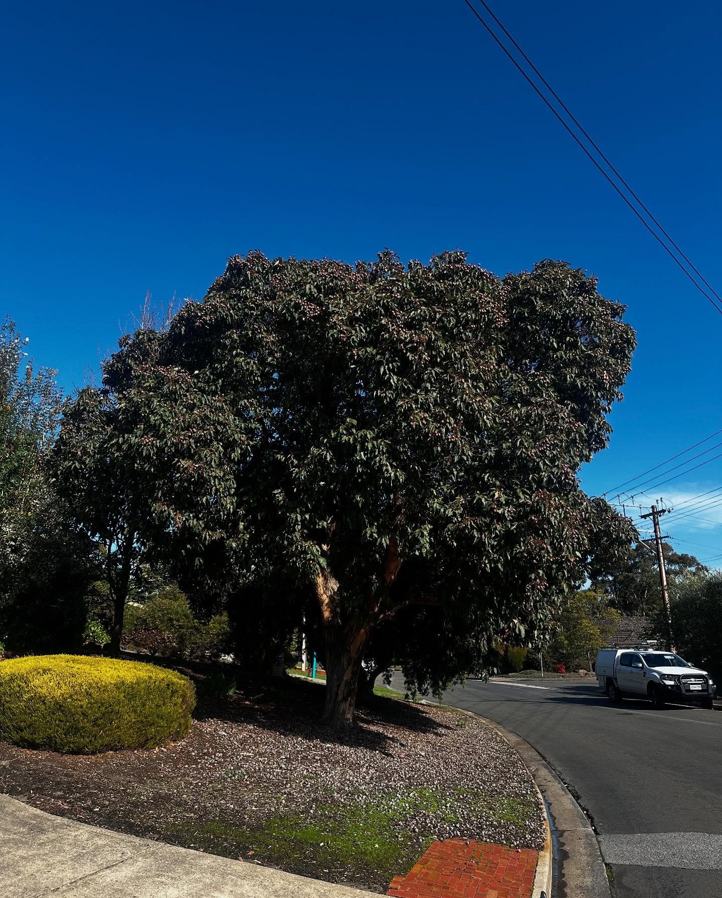 Corymbia ficifolia - Red Flowering Gum ♥️
This tree is namely known for its showy summer flowers, but the woody, urn-shaped fruits are just as captivating! 👀
#smallbusiness #consultingarborist #corymbia ficifolia #adelaide #femalerunbusine