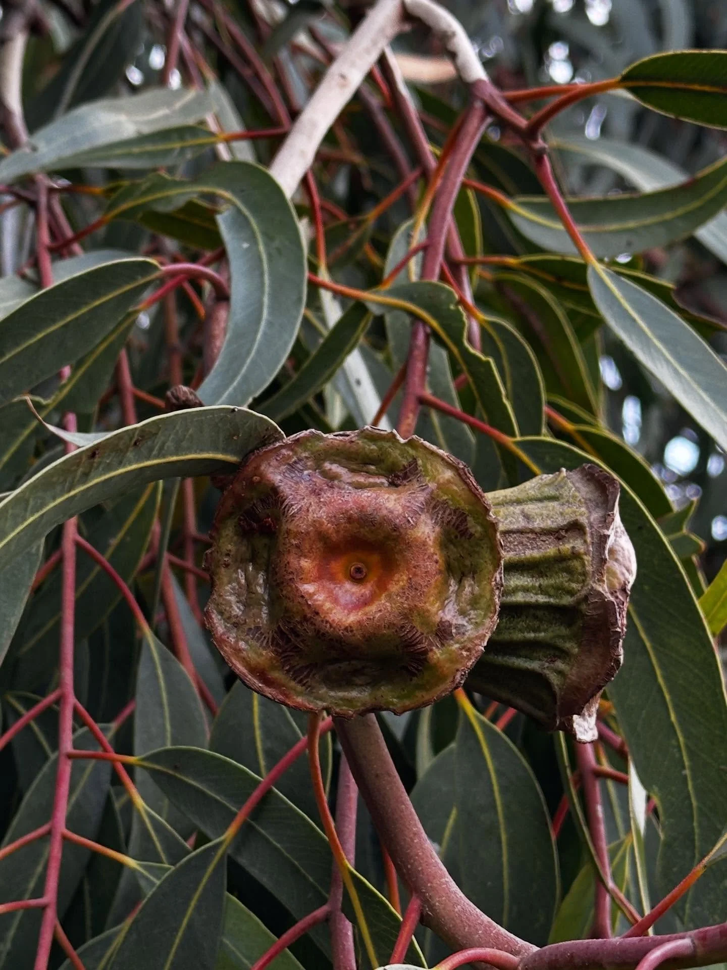 Introducing a personal favourite&hellip; ✨ Eucalyptus erythrocorys - Red-capped Gum. 

This specimen showing off exactly where the name comes from! &hearts;️

#consultingarborist #smallbusiness #femaleled #adelaide