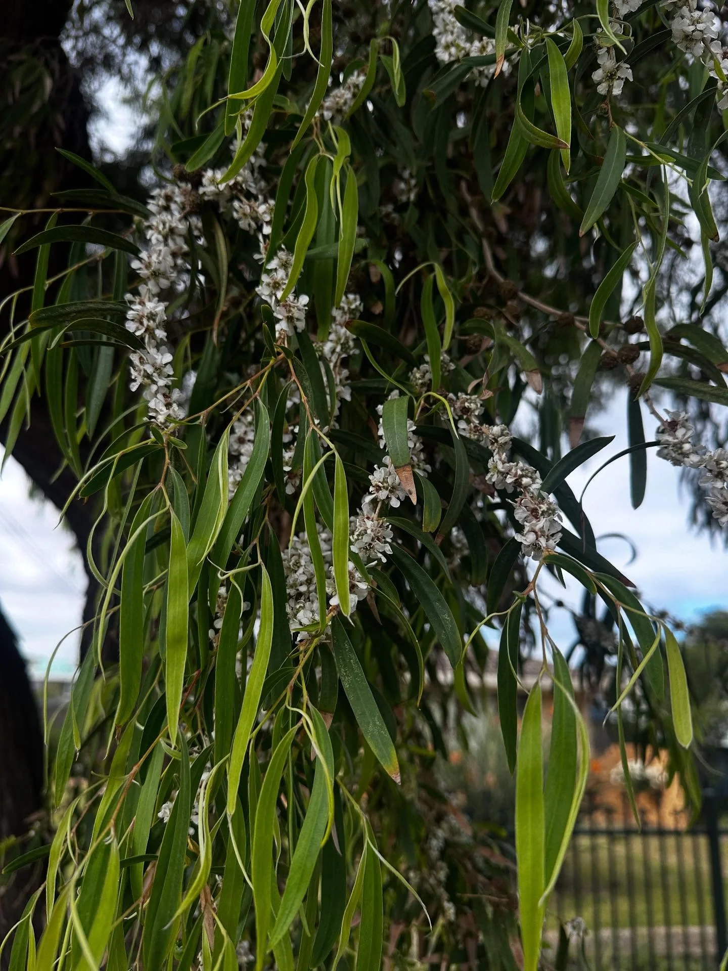Have you spotted this flowering beauty? 👀 

Meet Agonis flexuosa, commonly known as the Willow Myrtle 🌿

Native to Western Australia, this graceful tree is loved for its weeping foliage, sweet peppermint scent, and resilience in coastal conditions.