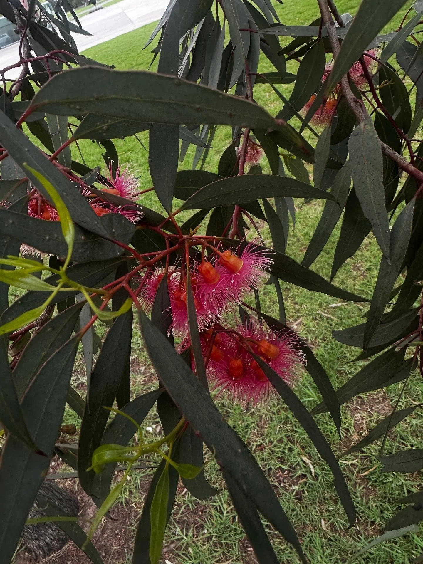 Colours of Eucalyptus torquata - Coral Gum 🧡🩷

#consultingarborist #treeid #whyalla