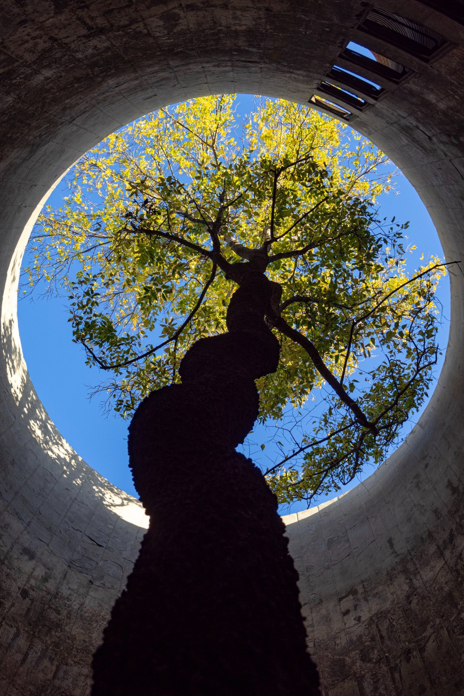 tree.jpg