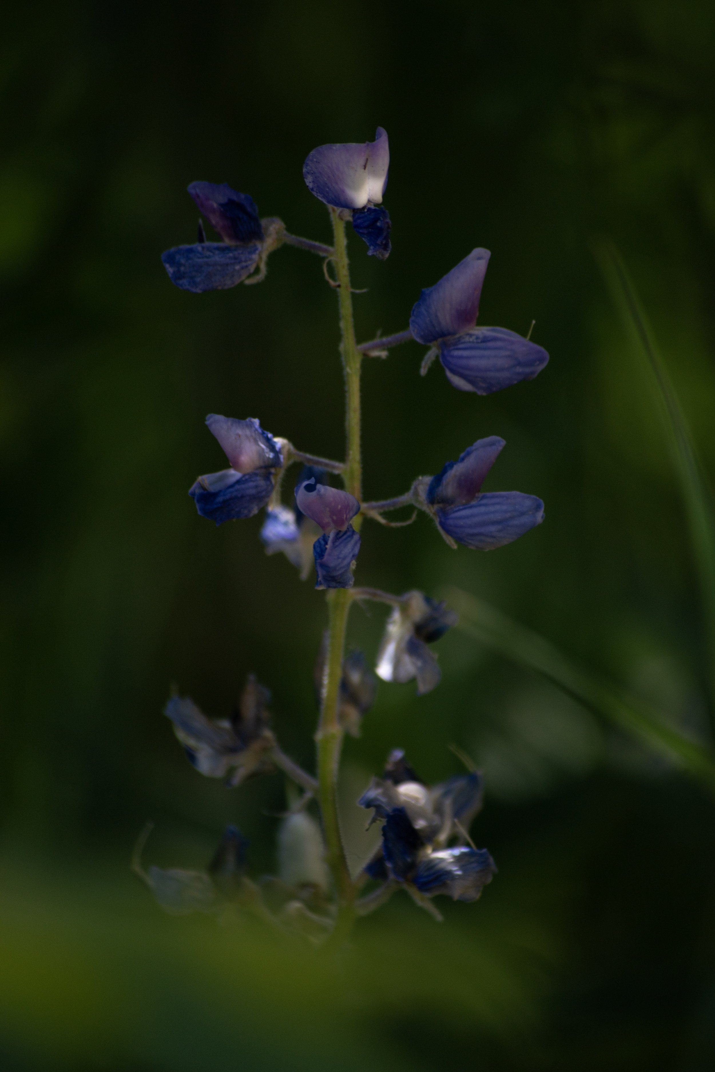 weirdflower.jpeg