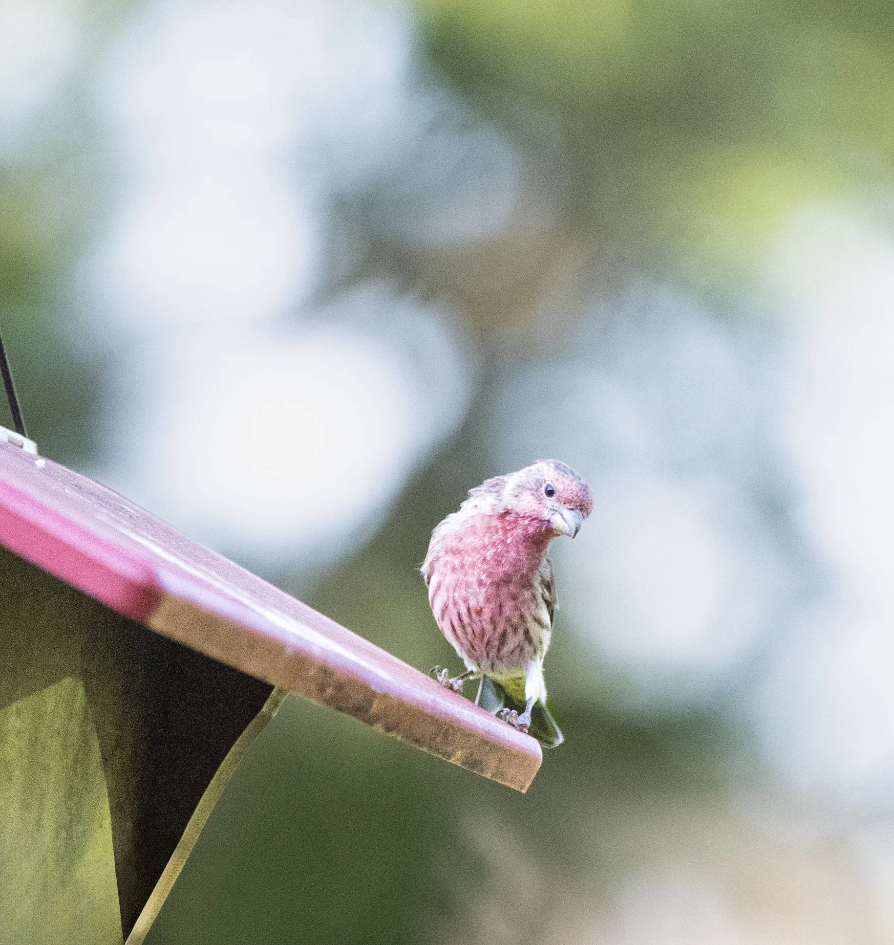malefinch.jpeg