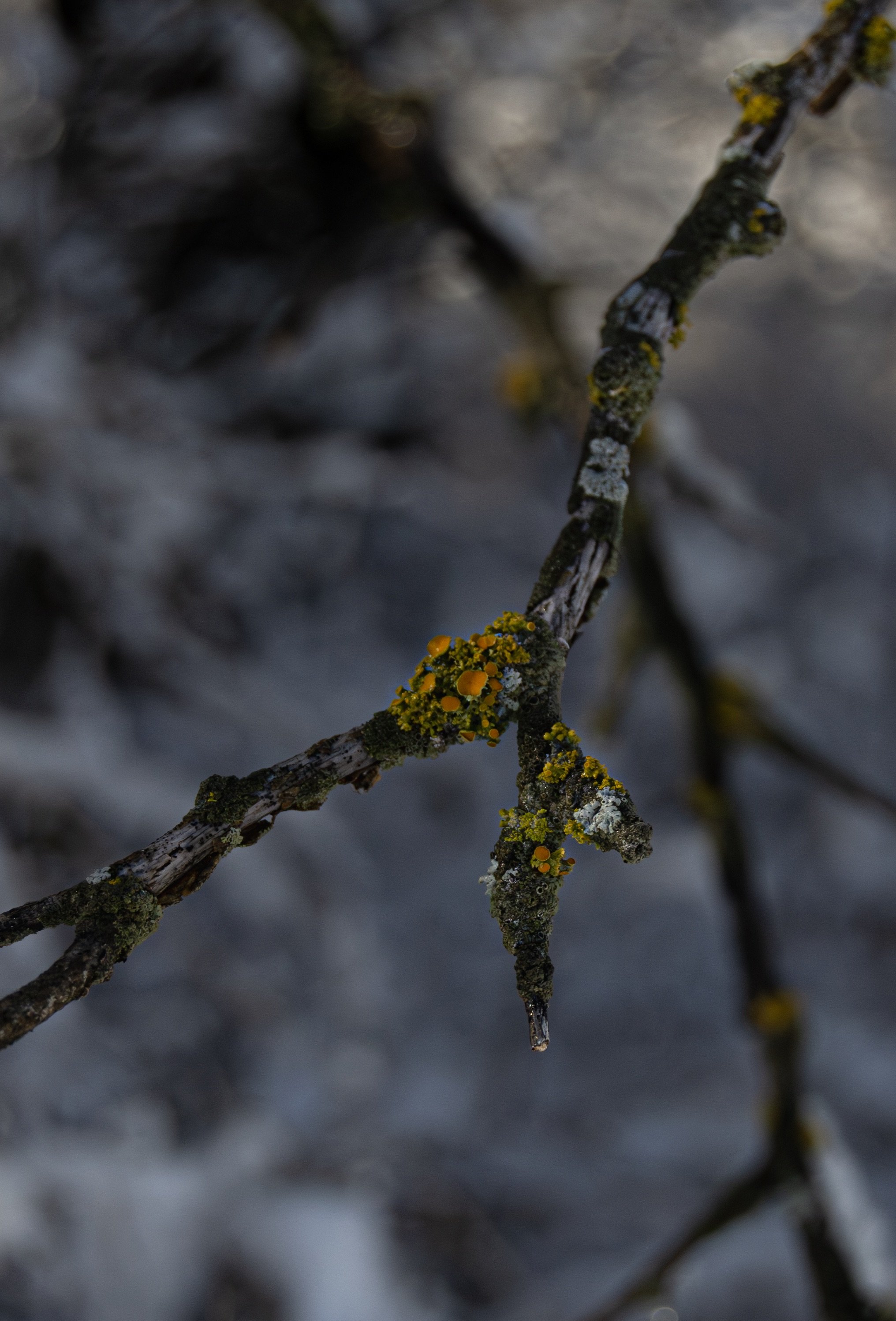 moss.jpeg