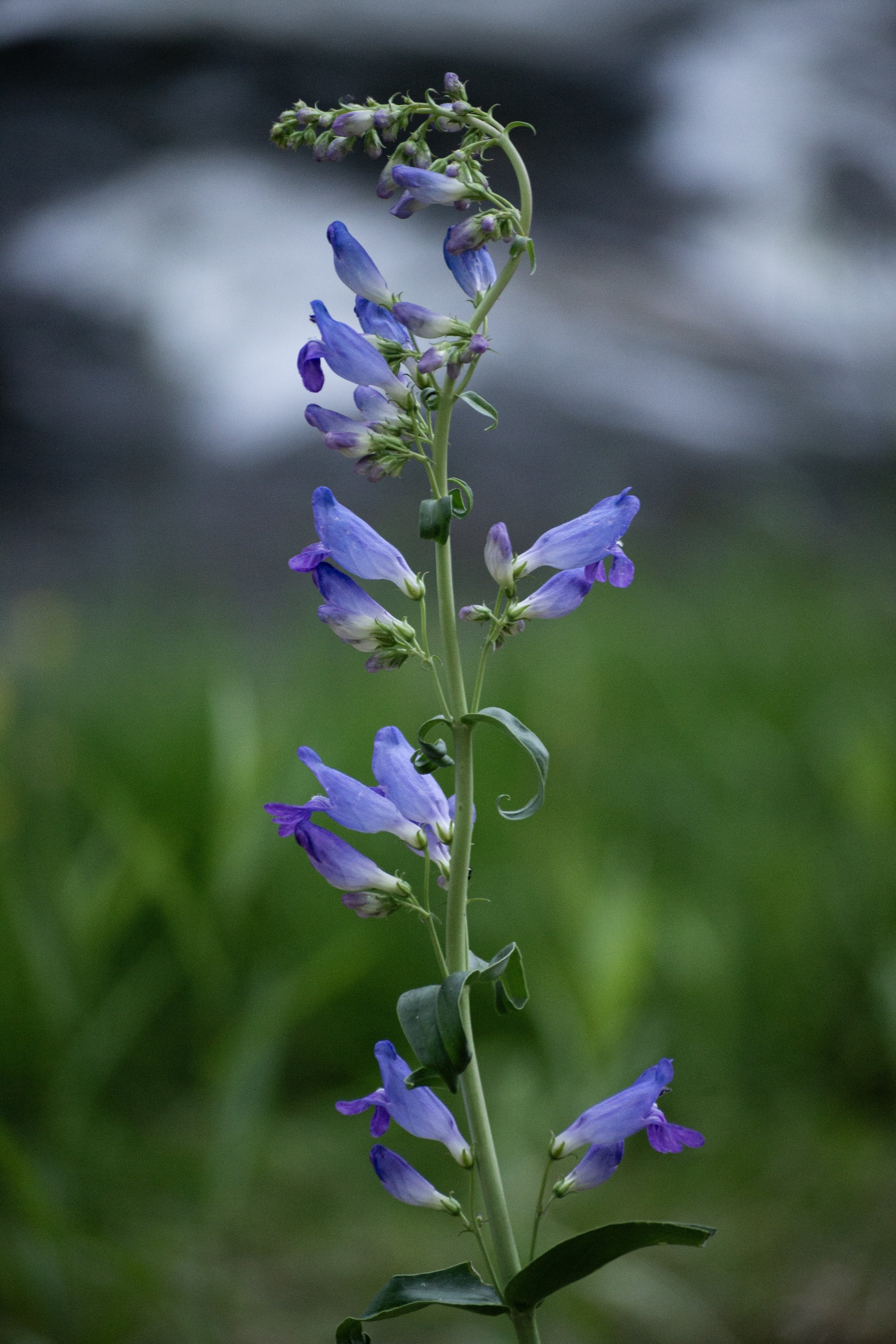 flower.jpeg