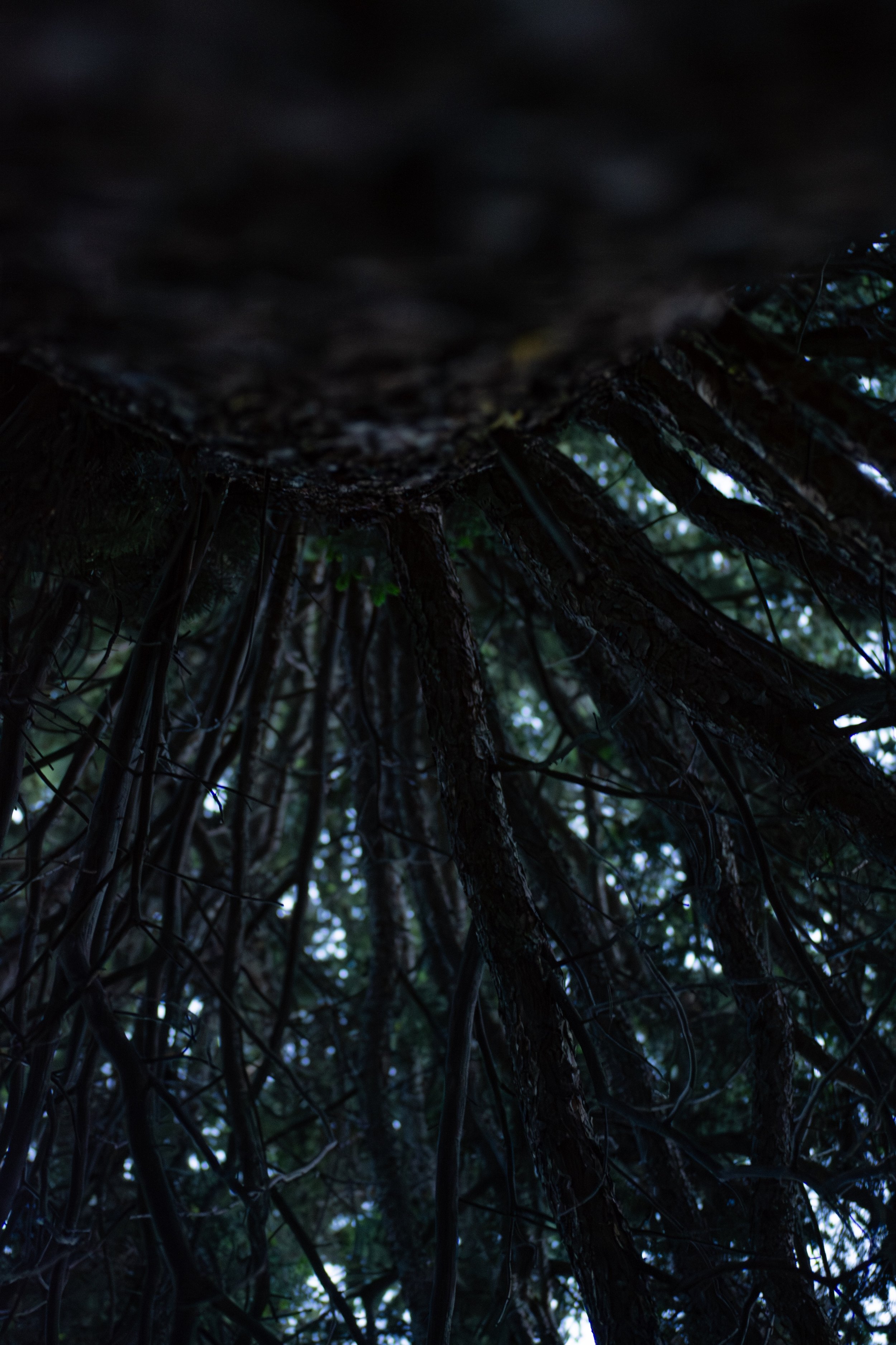 treeenhance.jpeg