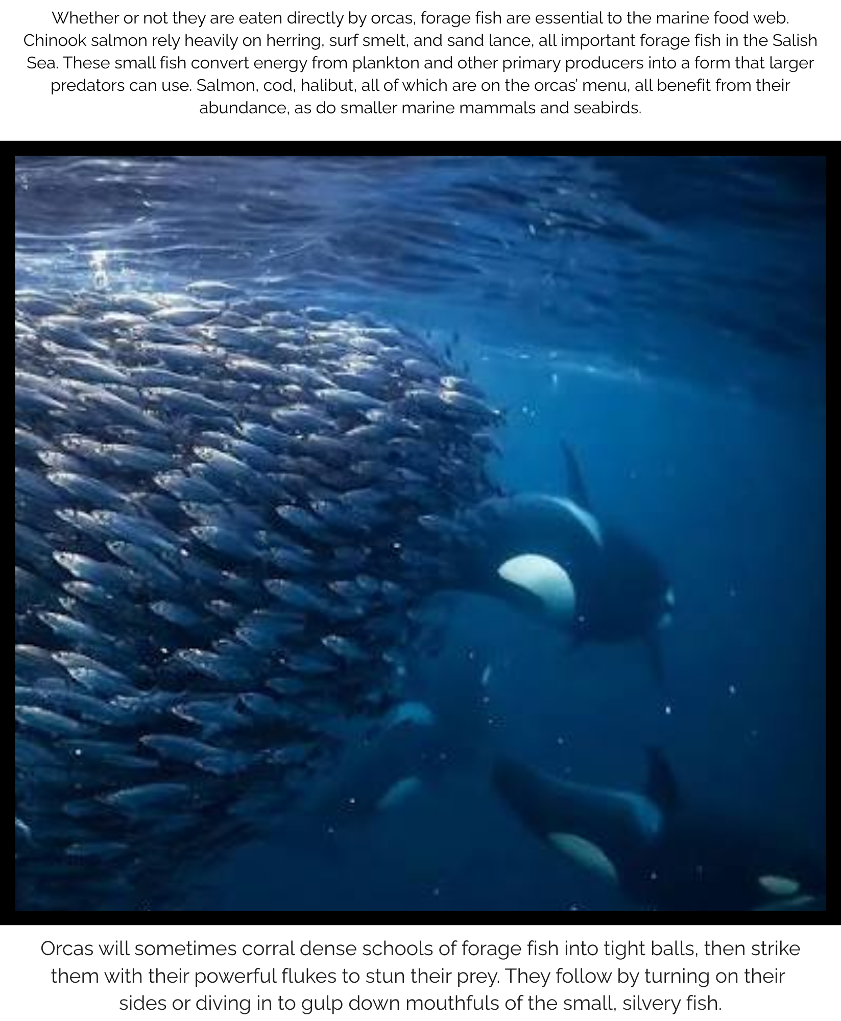 9. Orca's appetite.png