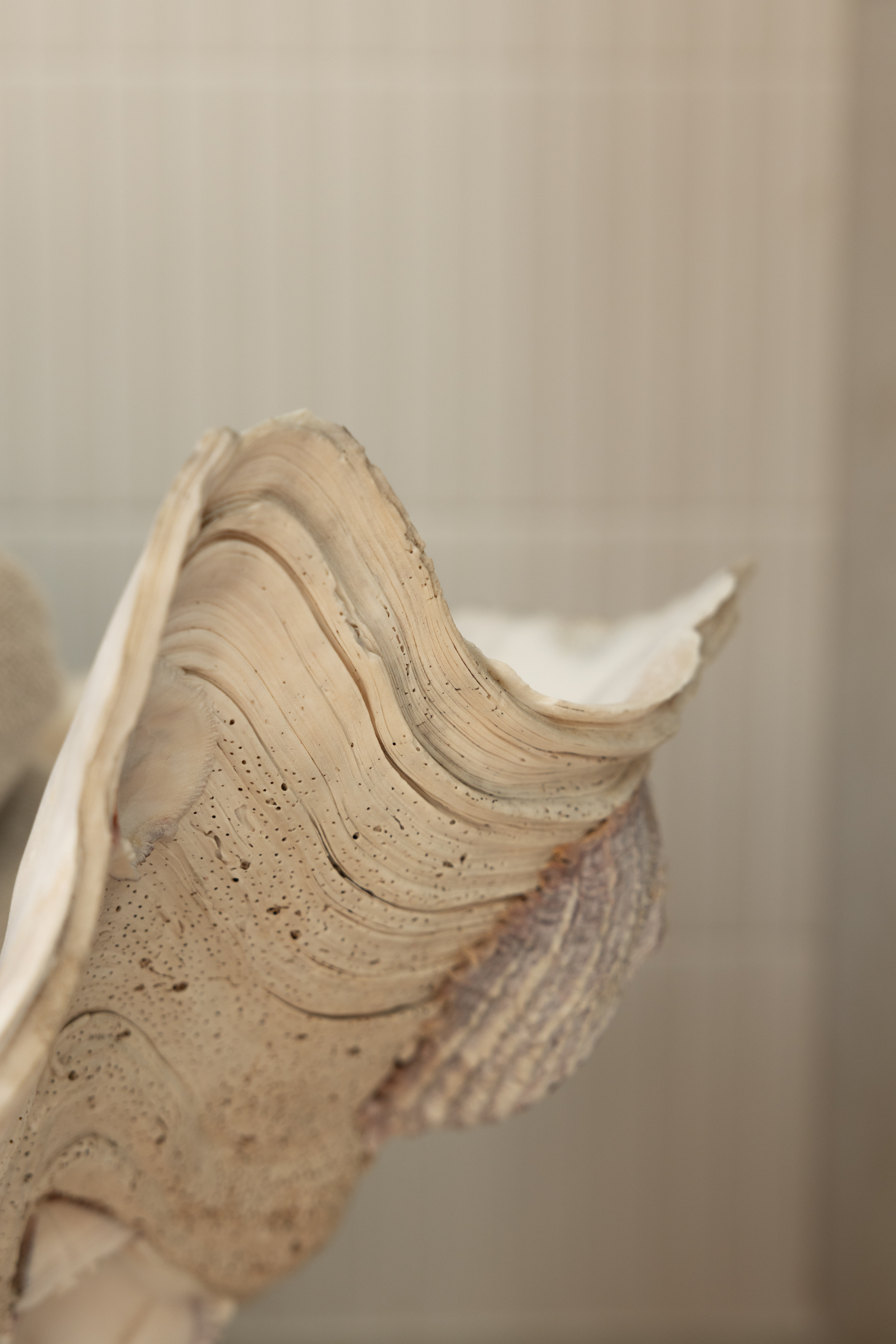 Close-up of layered natural shell symbolizing the depth and structural identity expansion experienced through private Biological Leadership mentorship.