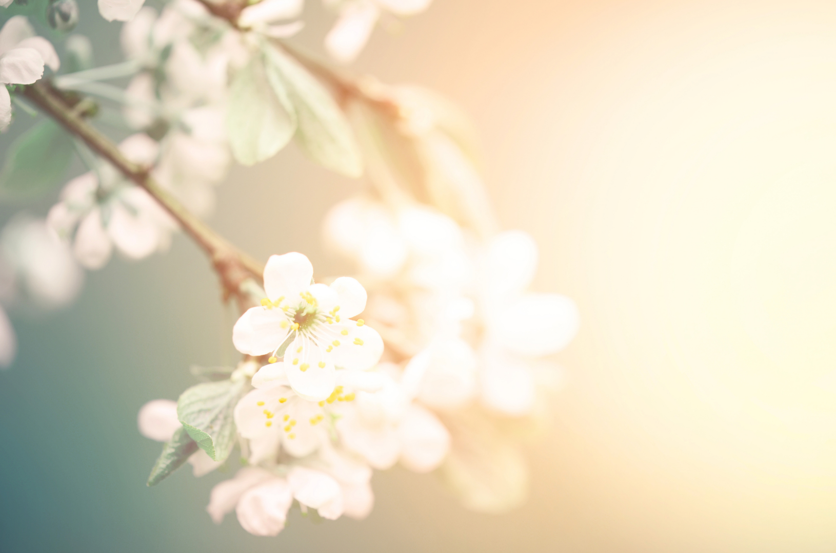 Spring.png