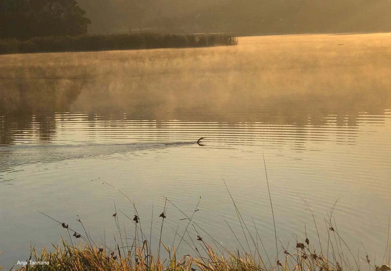 Lilydale lake.jpeg