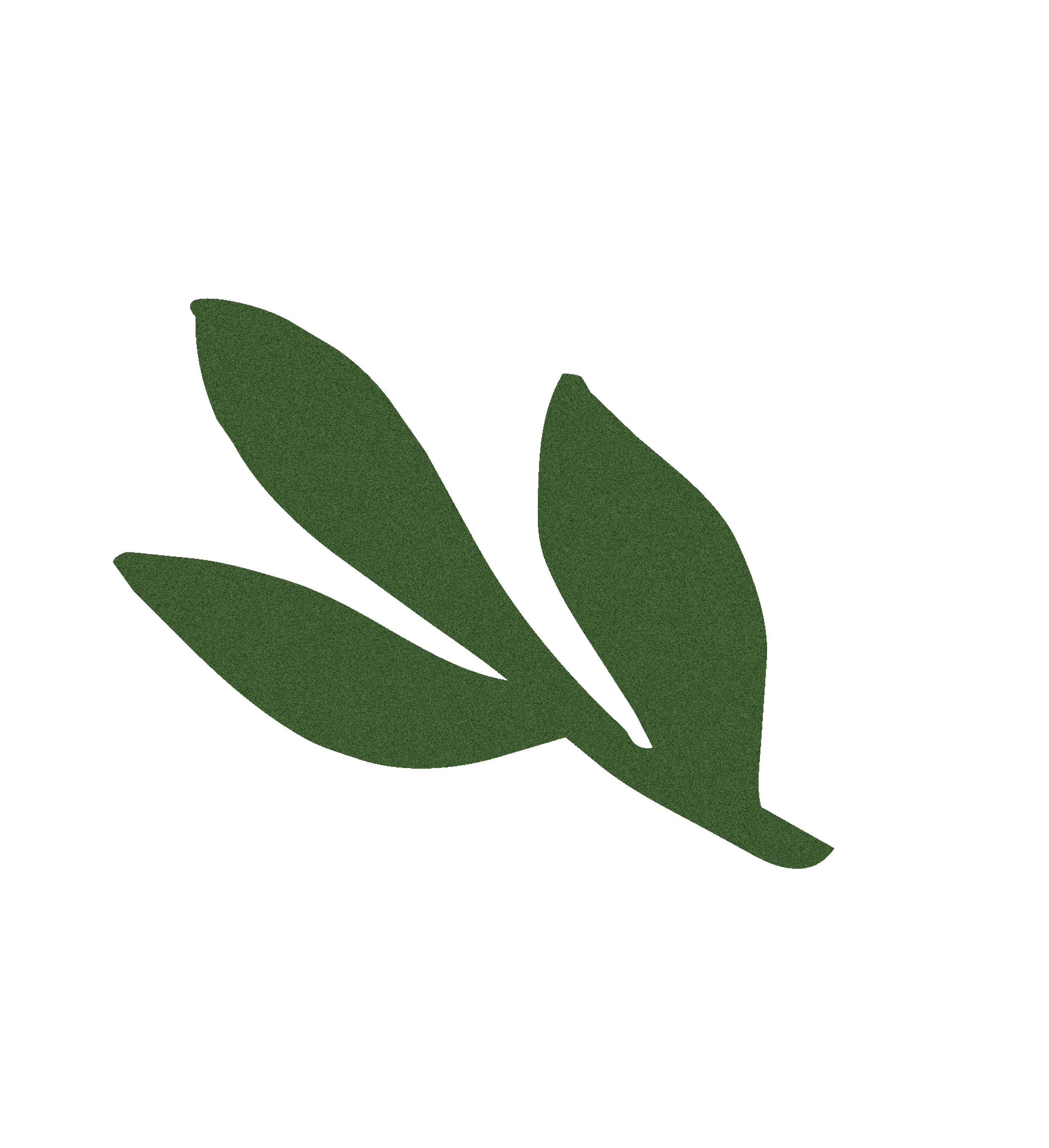 Close-up of green leaves with a blurred black background.