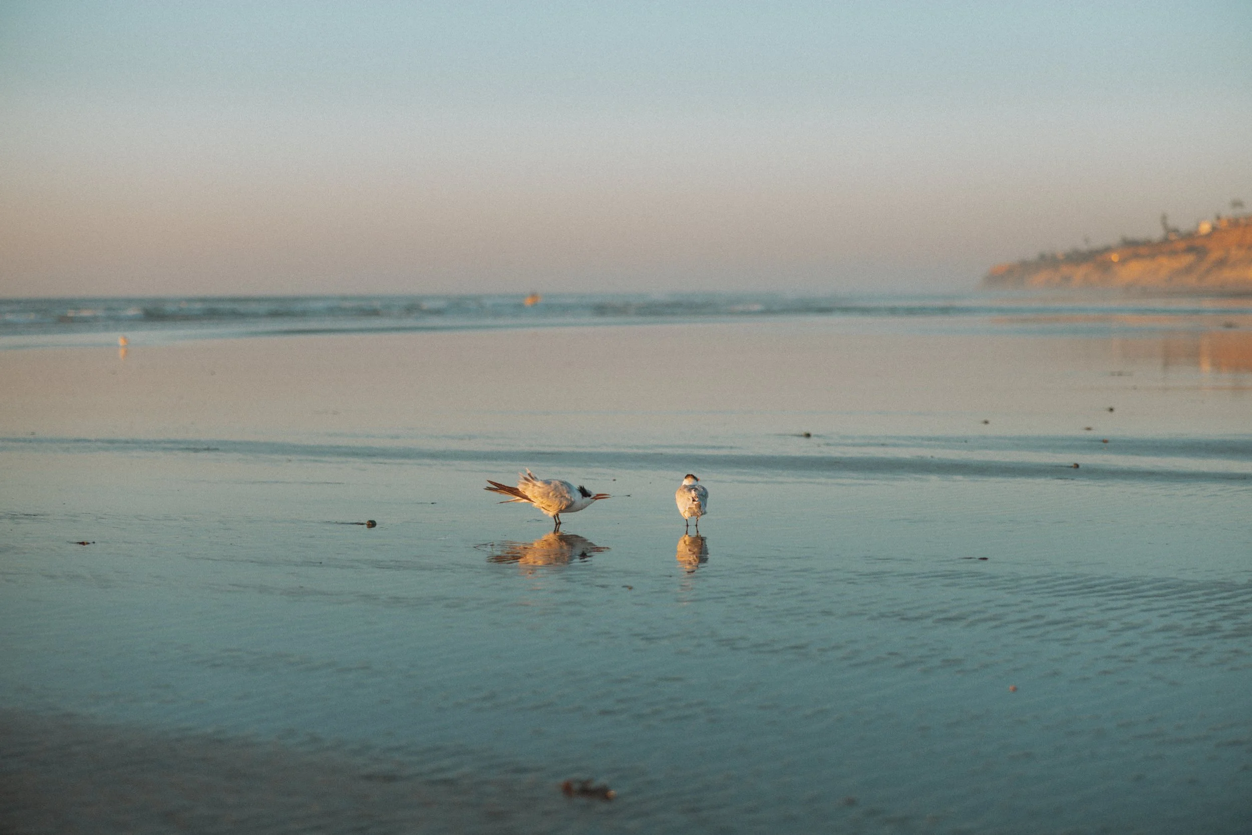 How to Choose the Perfect Photoshoot Location in San Diego: A Local Photographer's Guide