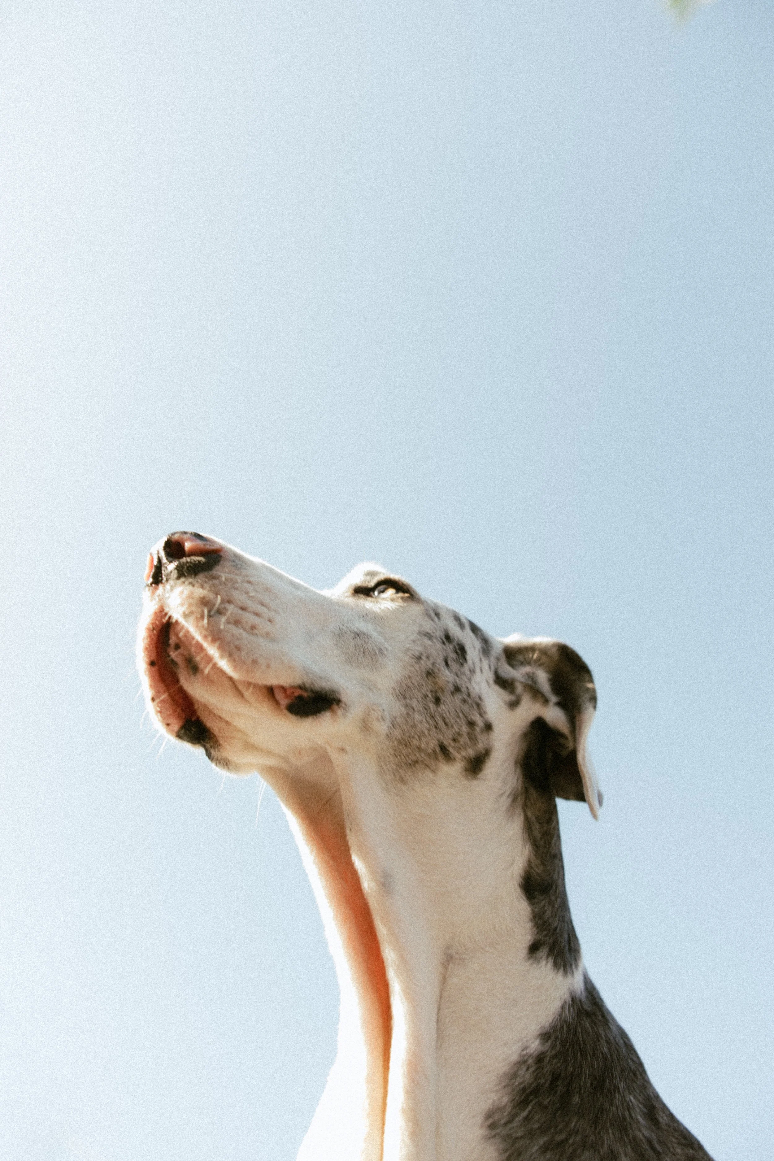A close-up of a dog, possibly a Dalmatian, with its head tilted back and mouth open as if howling or barking, against a clear blue sky.