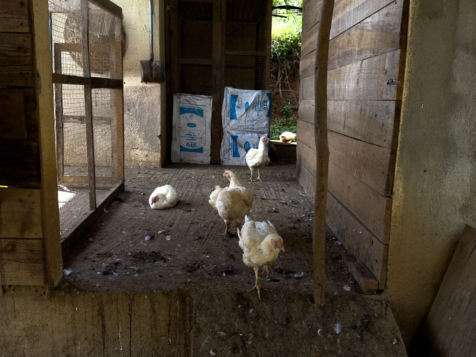 La Ferme Coco-4907.jpg