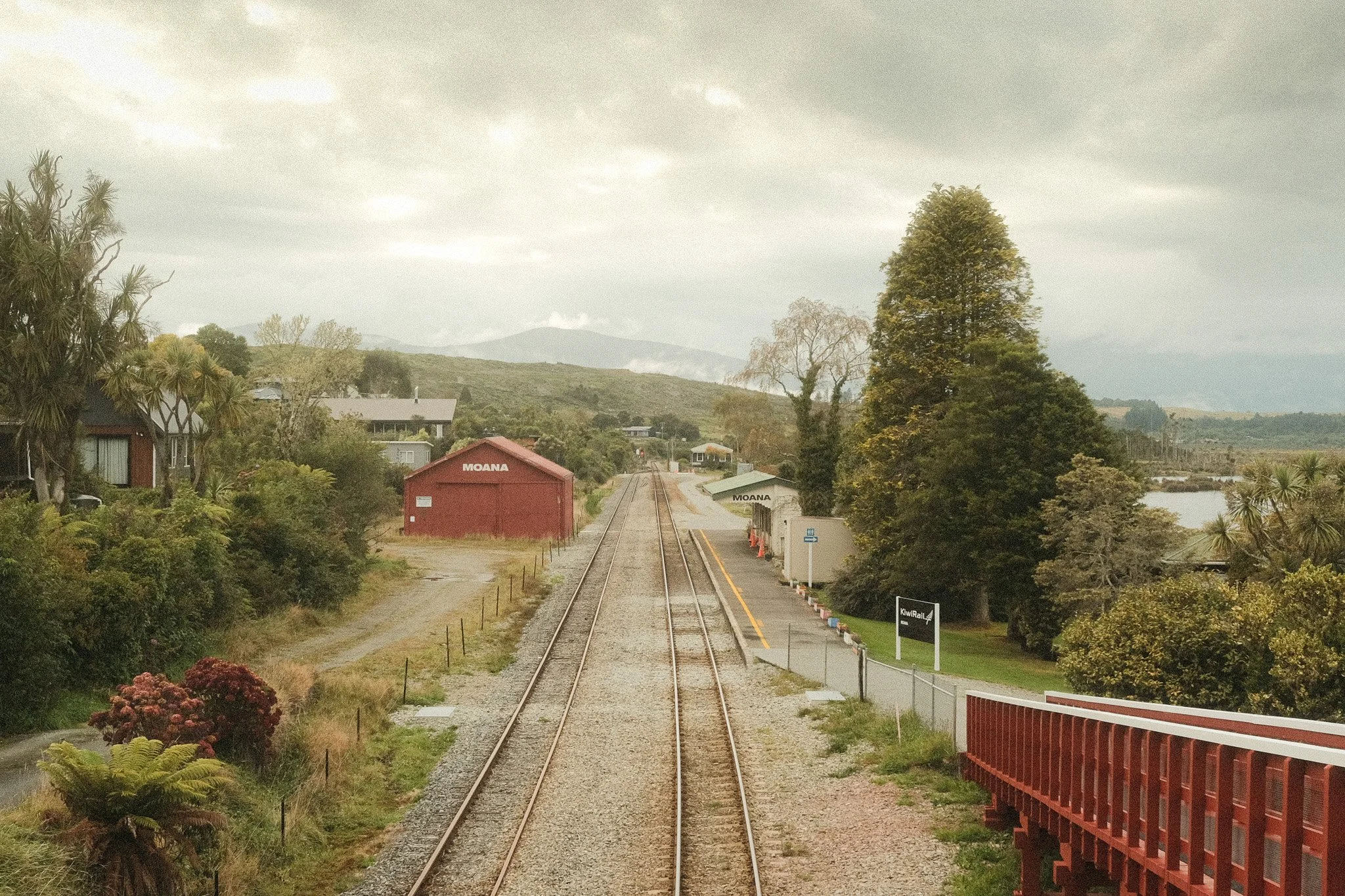 Wet wood and Sandflies