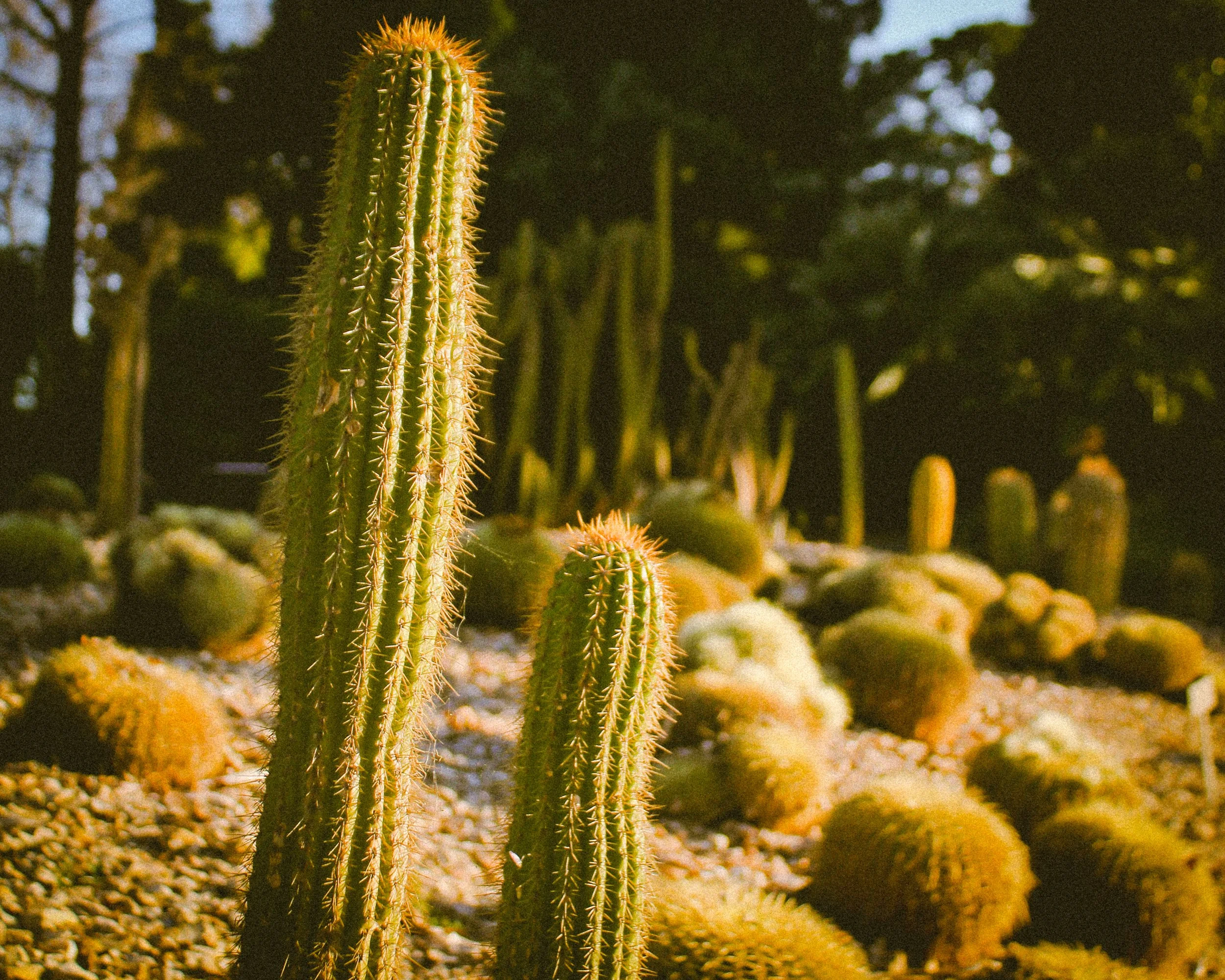 Close-up of a tall, spiny cactus in the foreground with smaller cacti and other desert plants in the background, all illuminated by warm sunlight.
