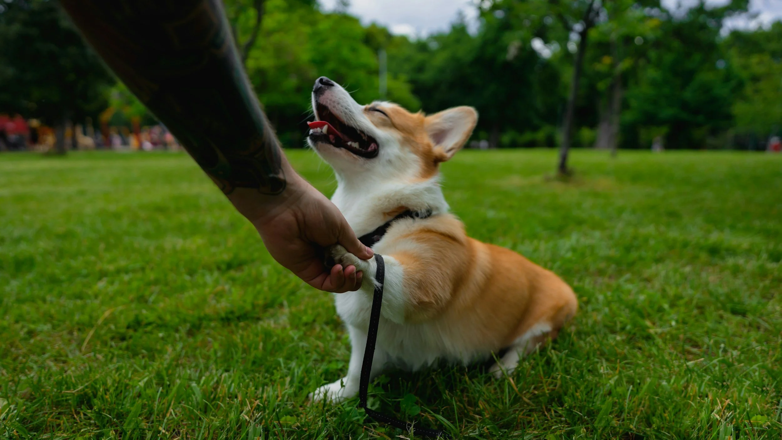 A corgi dog sitting on grass, happily playing with a person holding its paw in a park with green trees in the background.