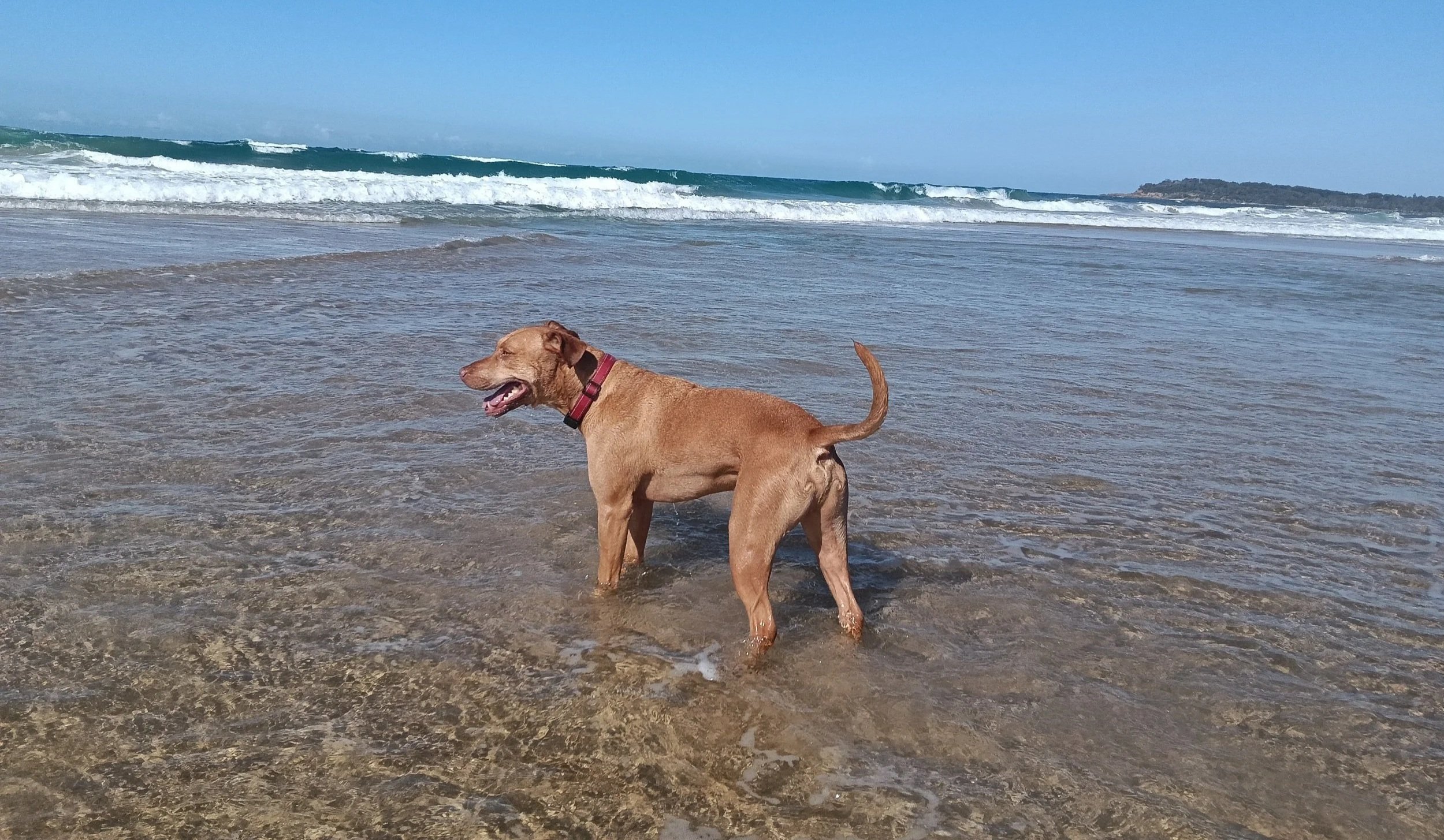 A dog standing in shallow water at the beach with ocean waves and a clear blue sky in the background.