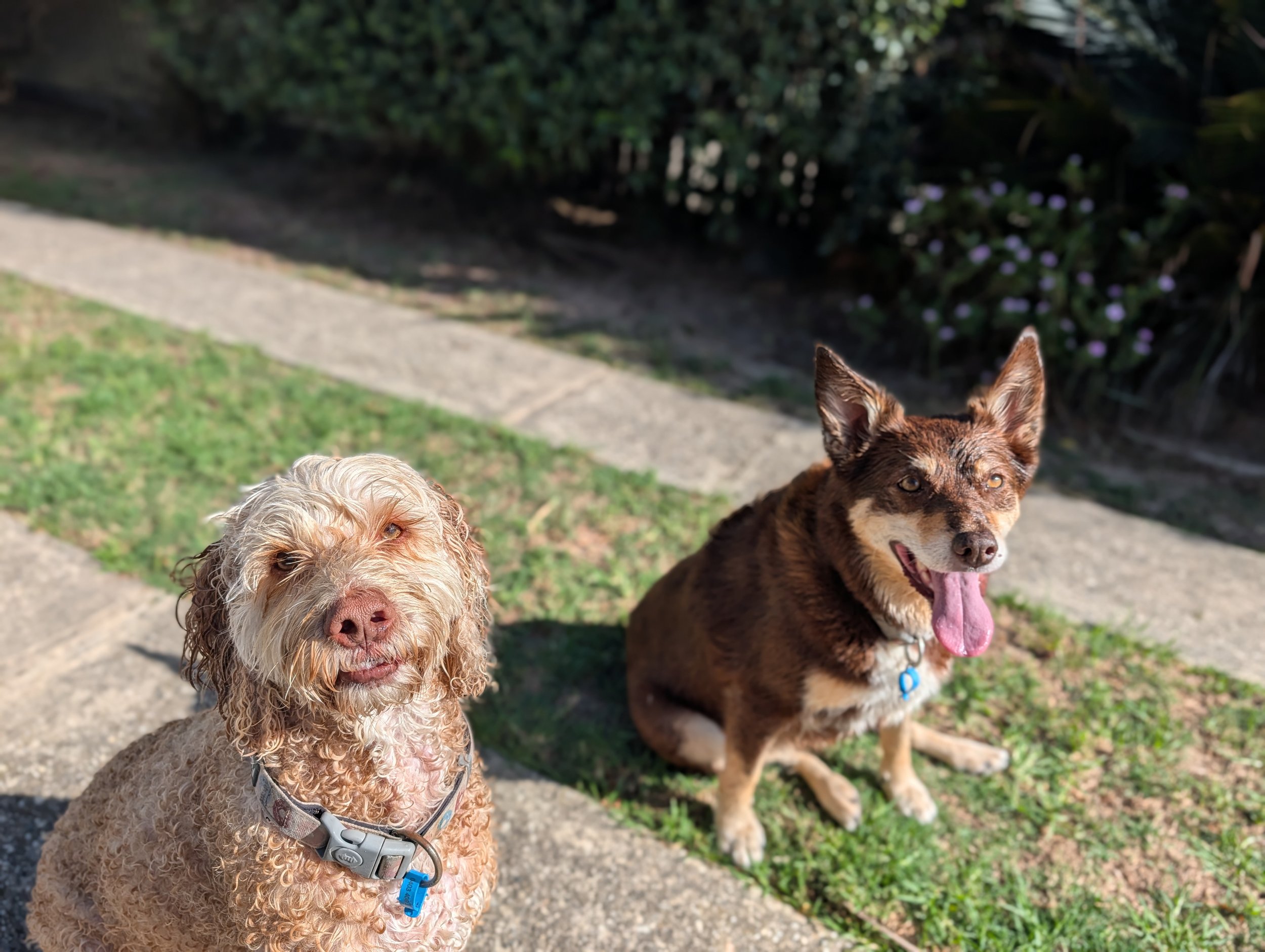pet visit 4.jpg