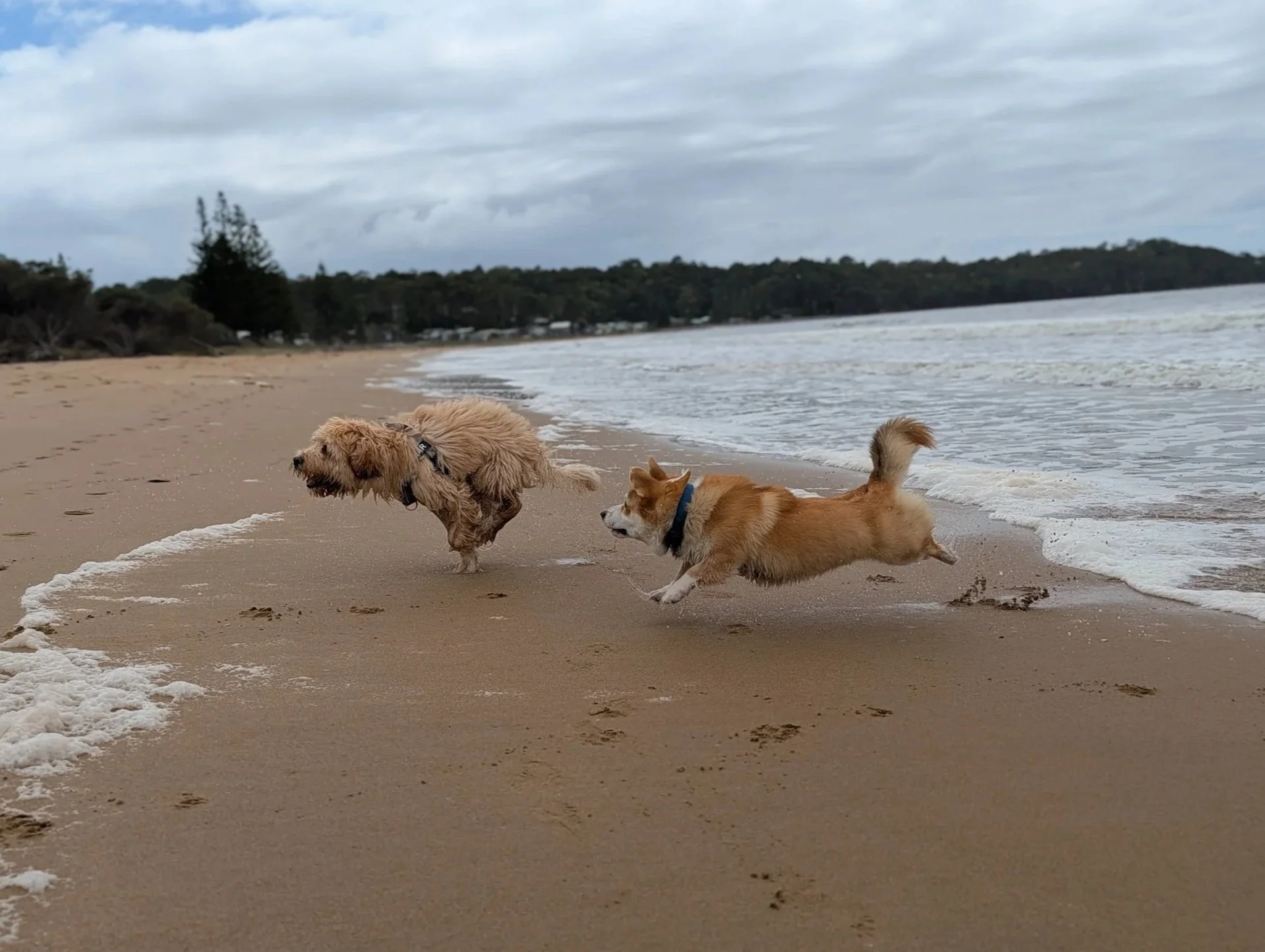 Two dogs, a golden doodle and a corgi, running and jumping near the shoreline on a sandy beach with waves and cloudy sky.