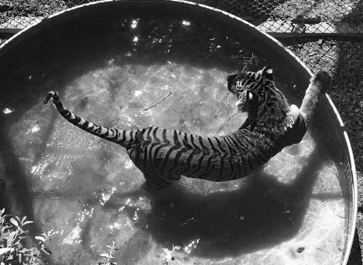 A tiger cub playing in a small round pool of water