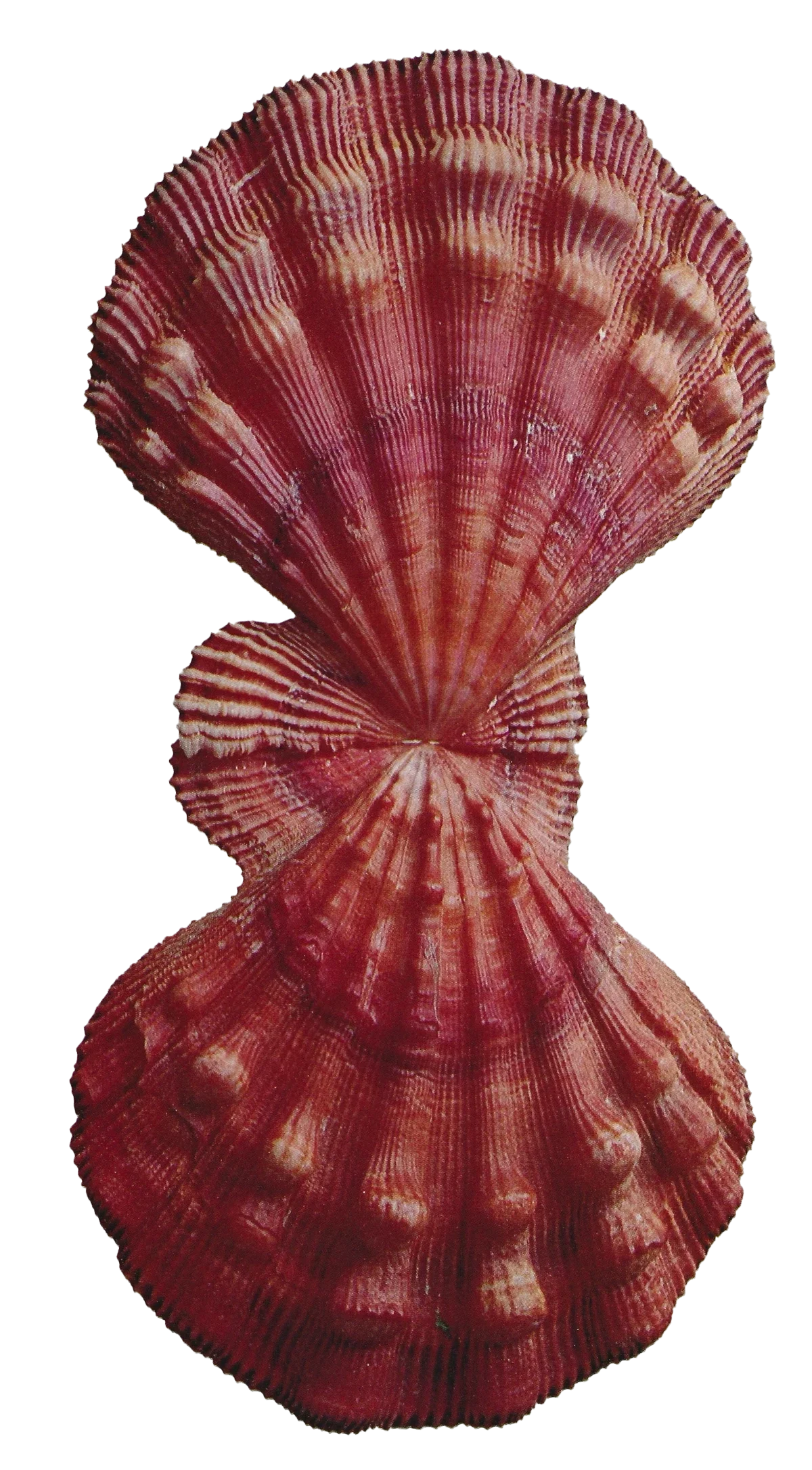 Close-up of two red scallop seashells with ridged and grooved surfaces, mirrored vertically.