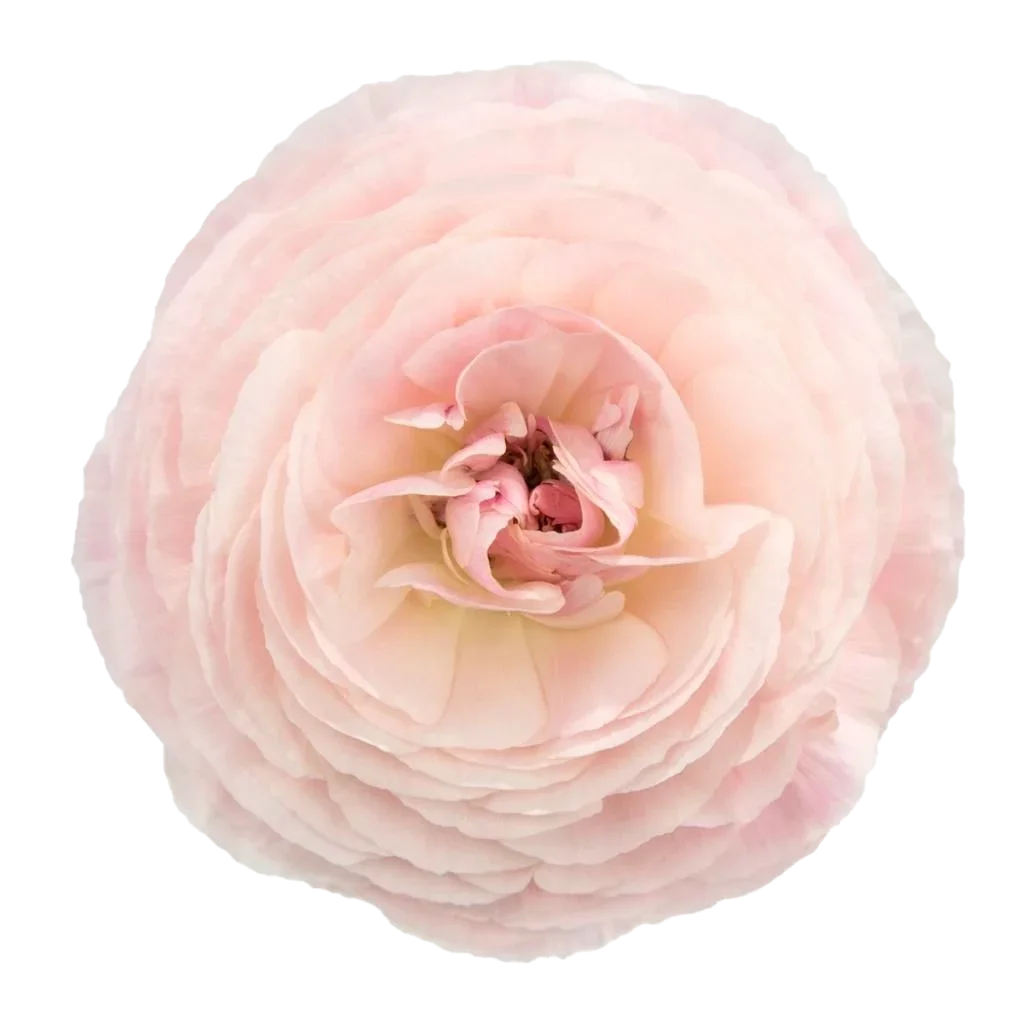 Close-up of a pale pink ranunculus flower with multiple layered petals.