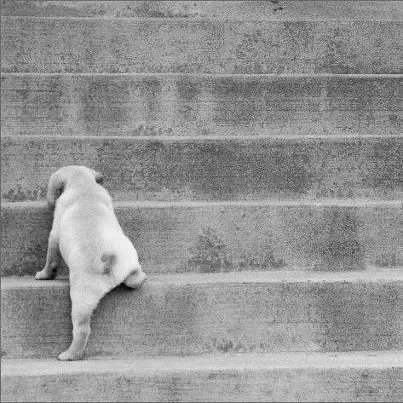 A small puppy climbing stairs with its back facing the camera.