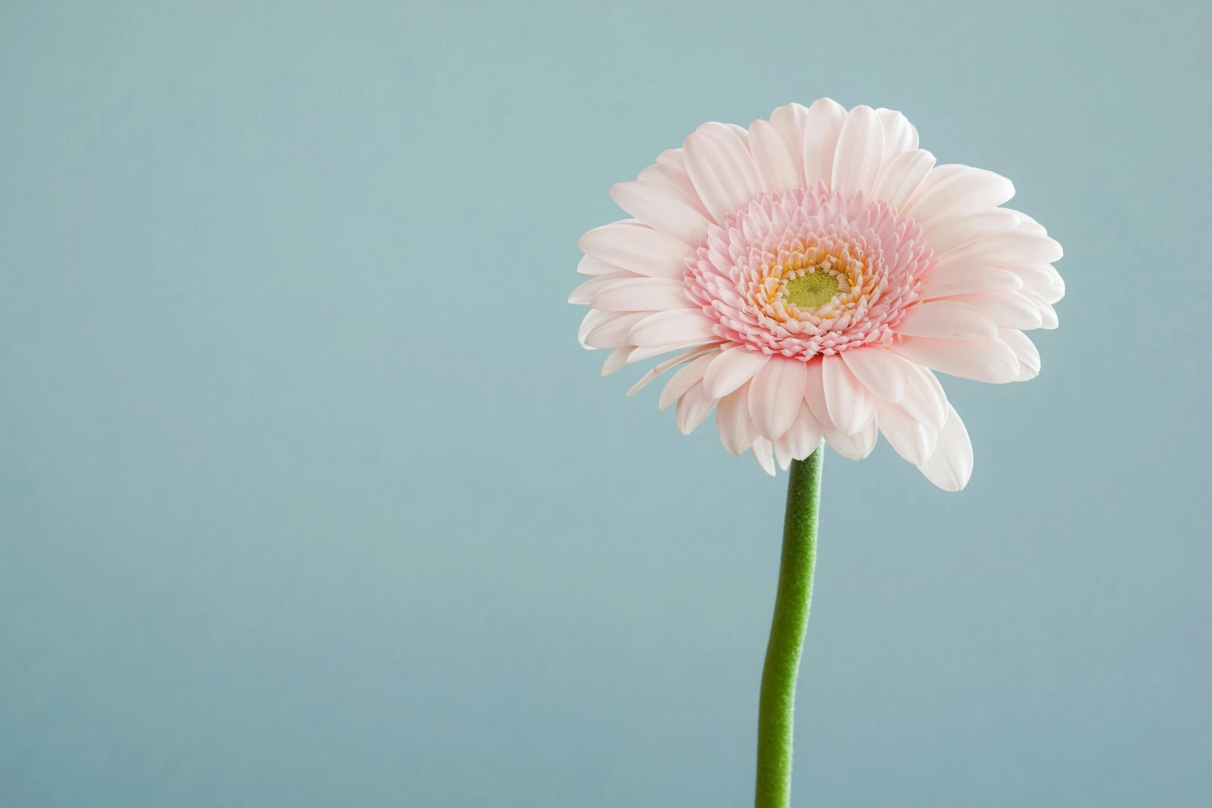 A single pale pink flower with a green stem against a light blue background.