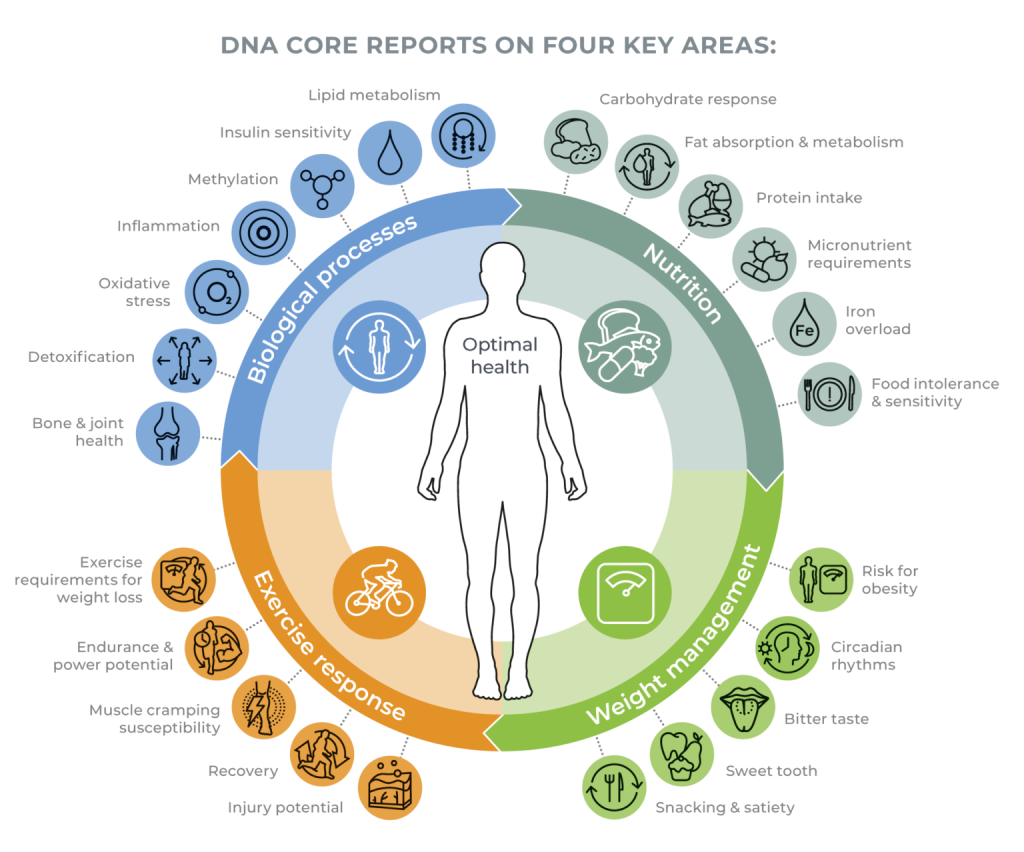 Diagram illustrating DNA core reports on four key areas: biological processes, nutrition, exercise response, and weight management, with icons and labels for each area.