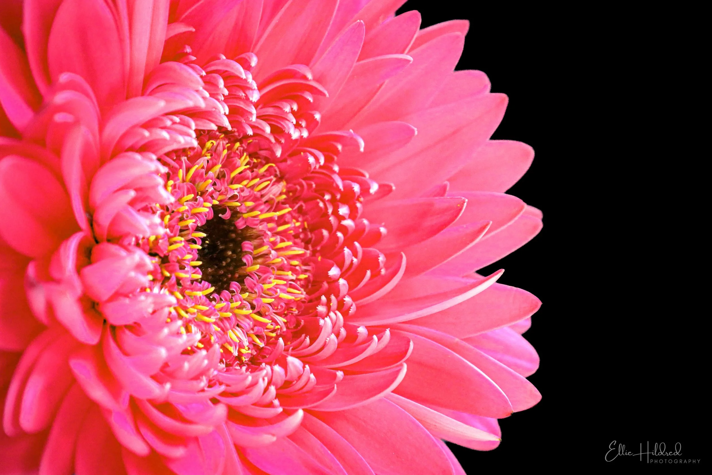 Playful Pink