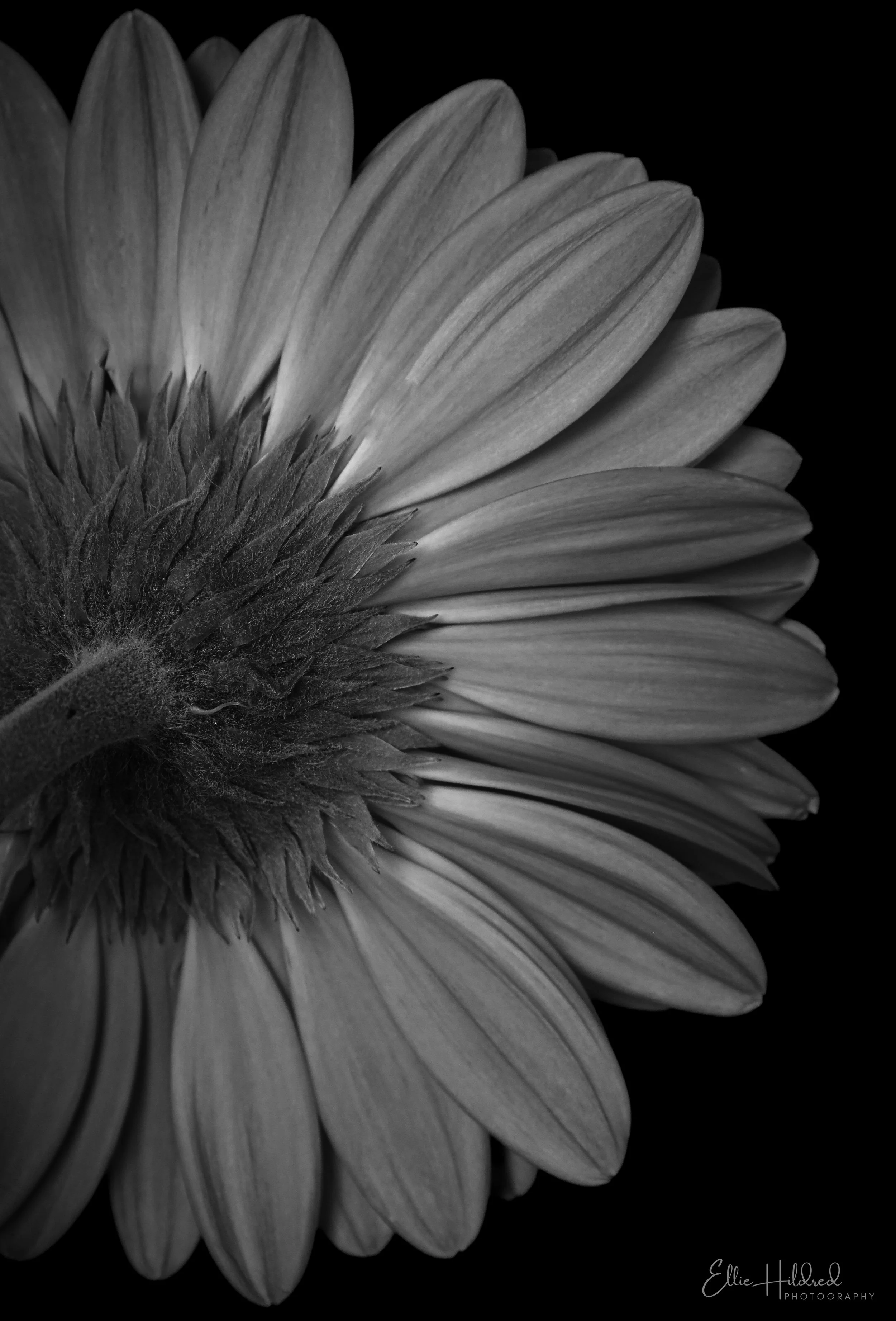 Petal B&W