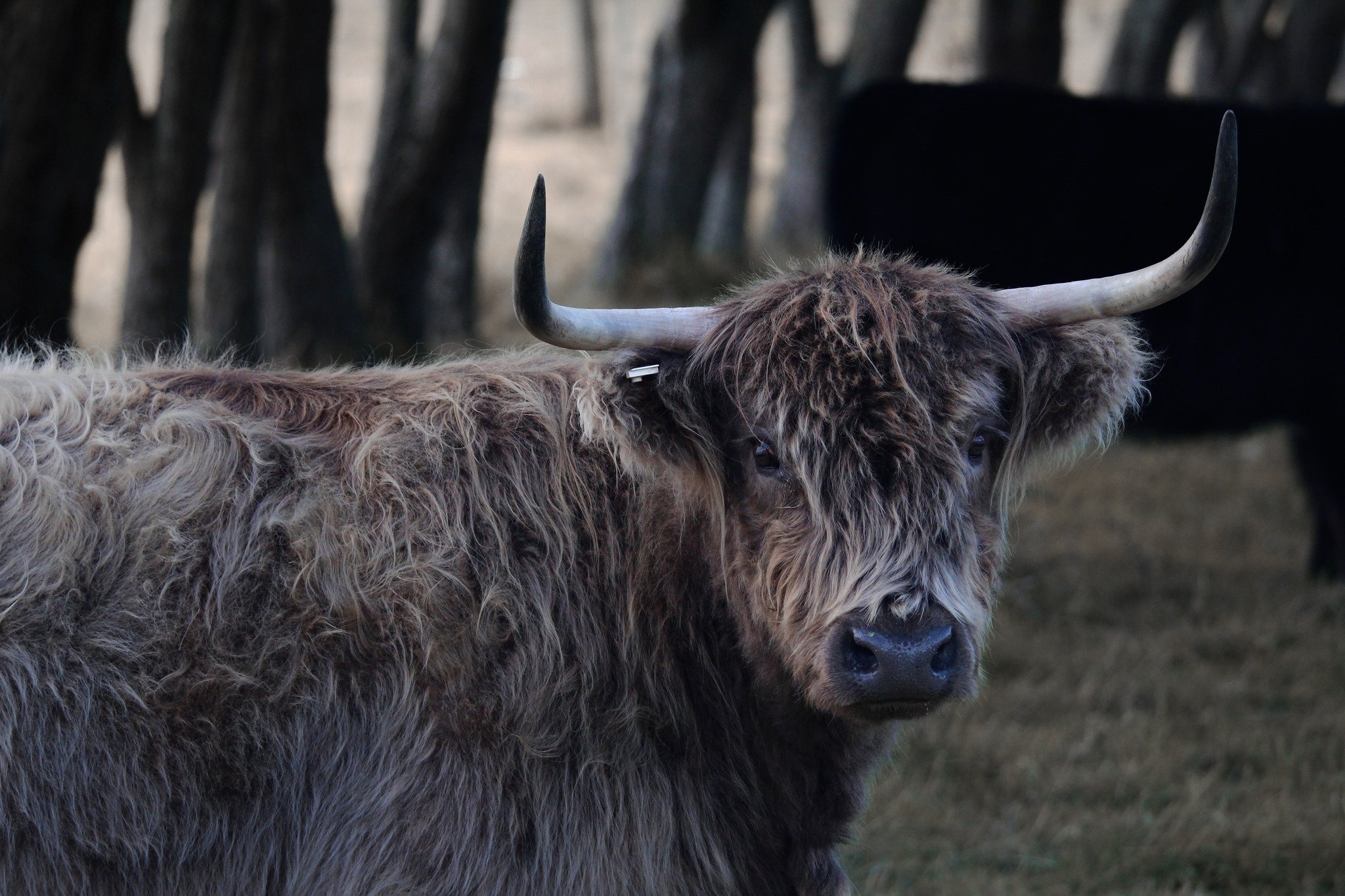 Eyes of the Highland