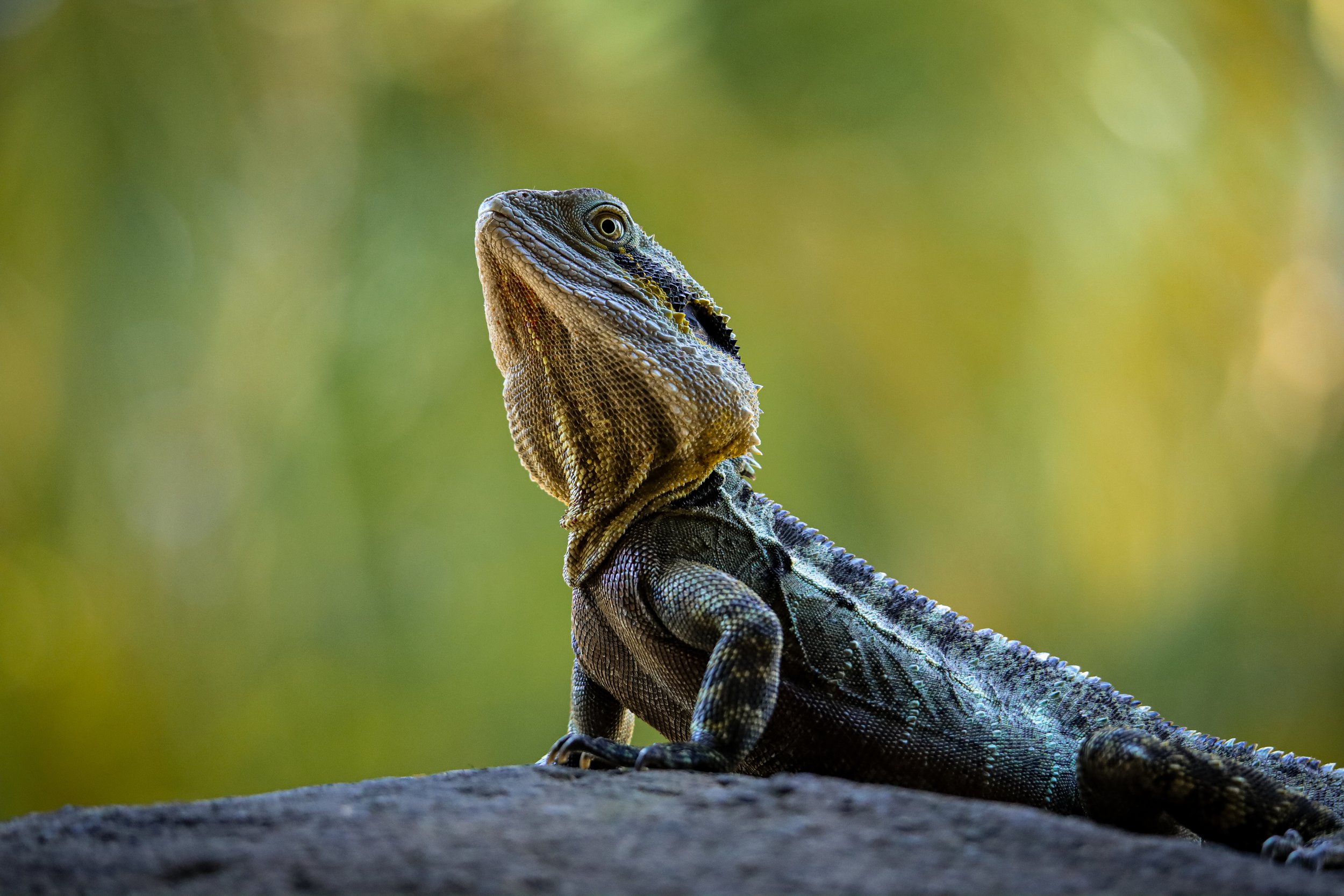 Scaled Majesty