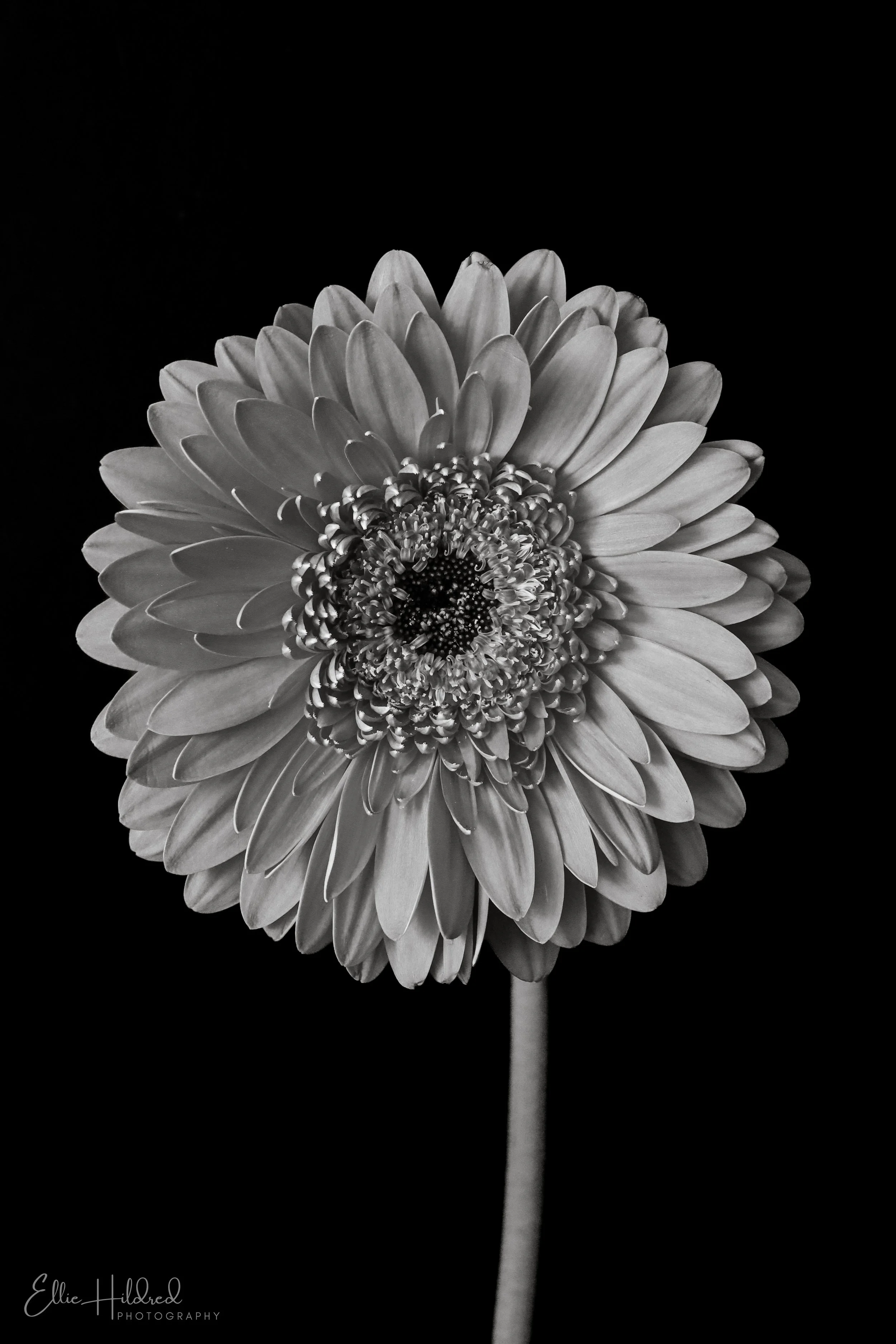 Cheerful B&W