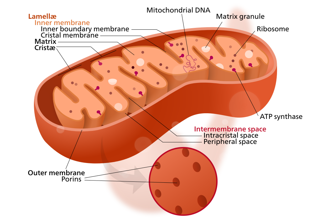 How Mitochondria, Nutrition, and Aging Are Connected and Why It Matters After 40