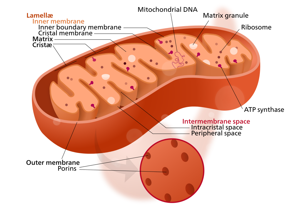 Diagram of a mitochondrion showing its inner membrane structure, including cristae, intermembrane space, and matrix, with labels for each part.