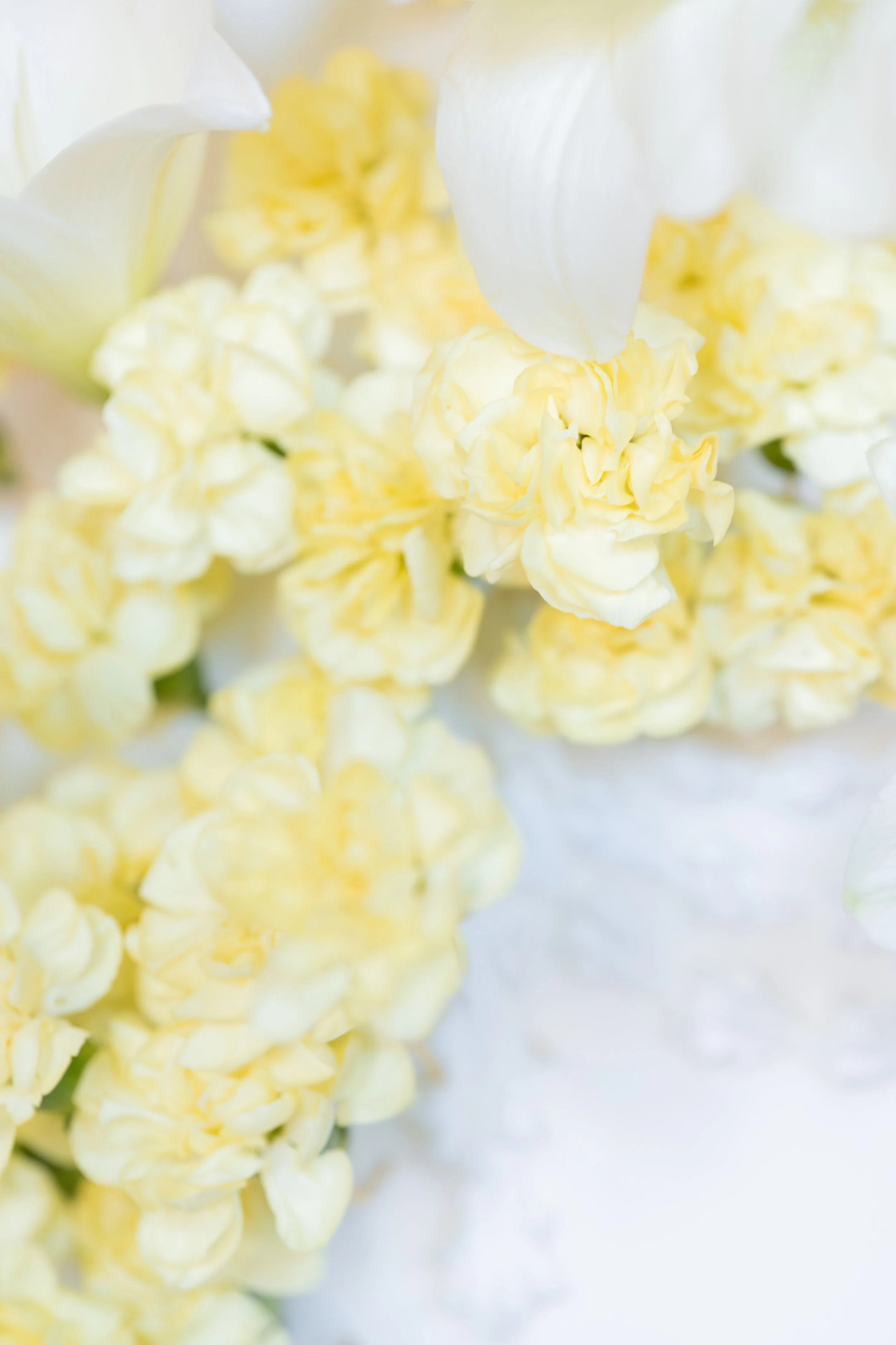 Close-up of white and yellow flowers, as part of a floral wedding arrangement or wedding bouquet.