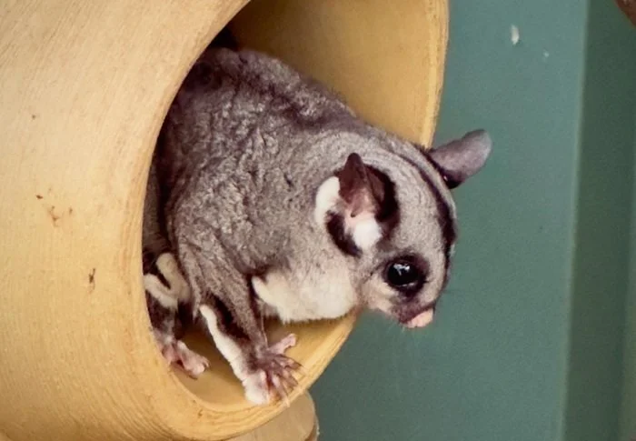 Sugar Glider Big Red.jpg