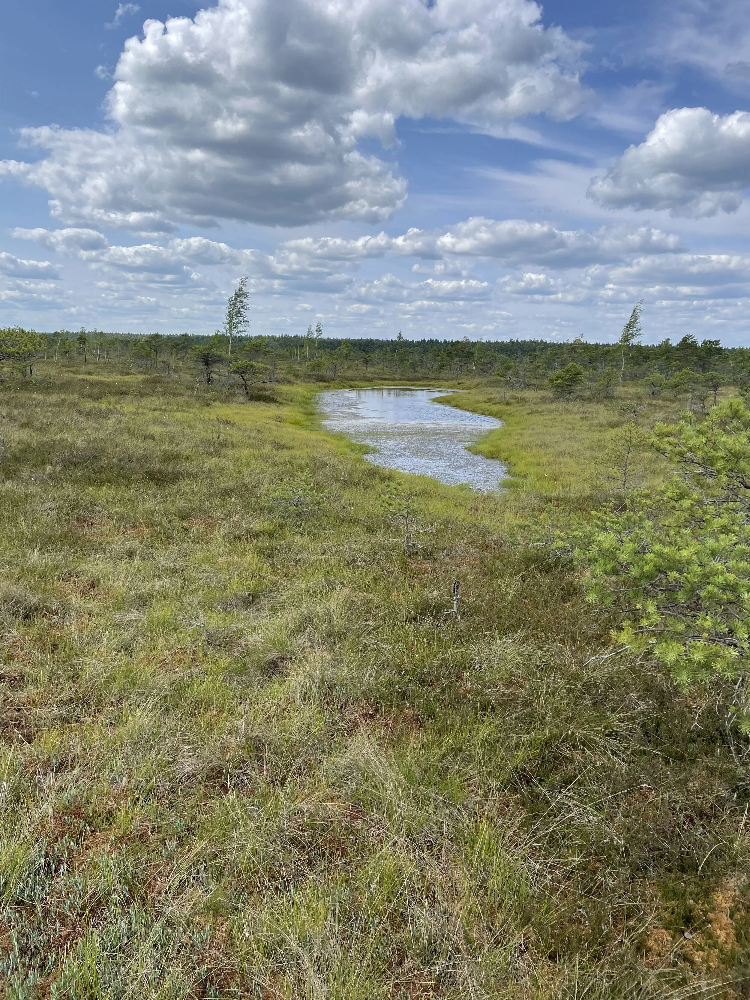 Scenic bog landscape with a winding pond in Ķemeri National Park, Latvia