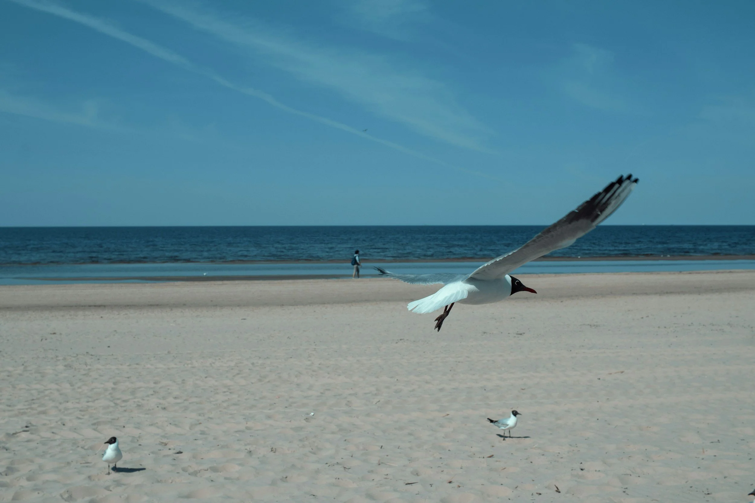 A seagull flying low over a sandy beach with two more seagulls on the sand, and a person walking near the shoreline in the background under a blue sky.