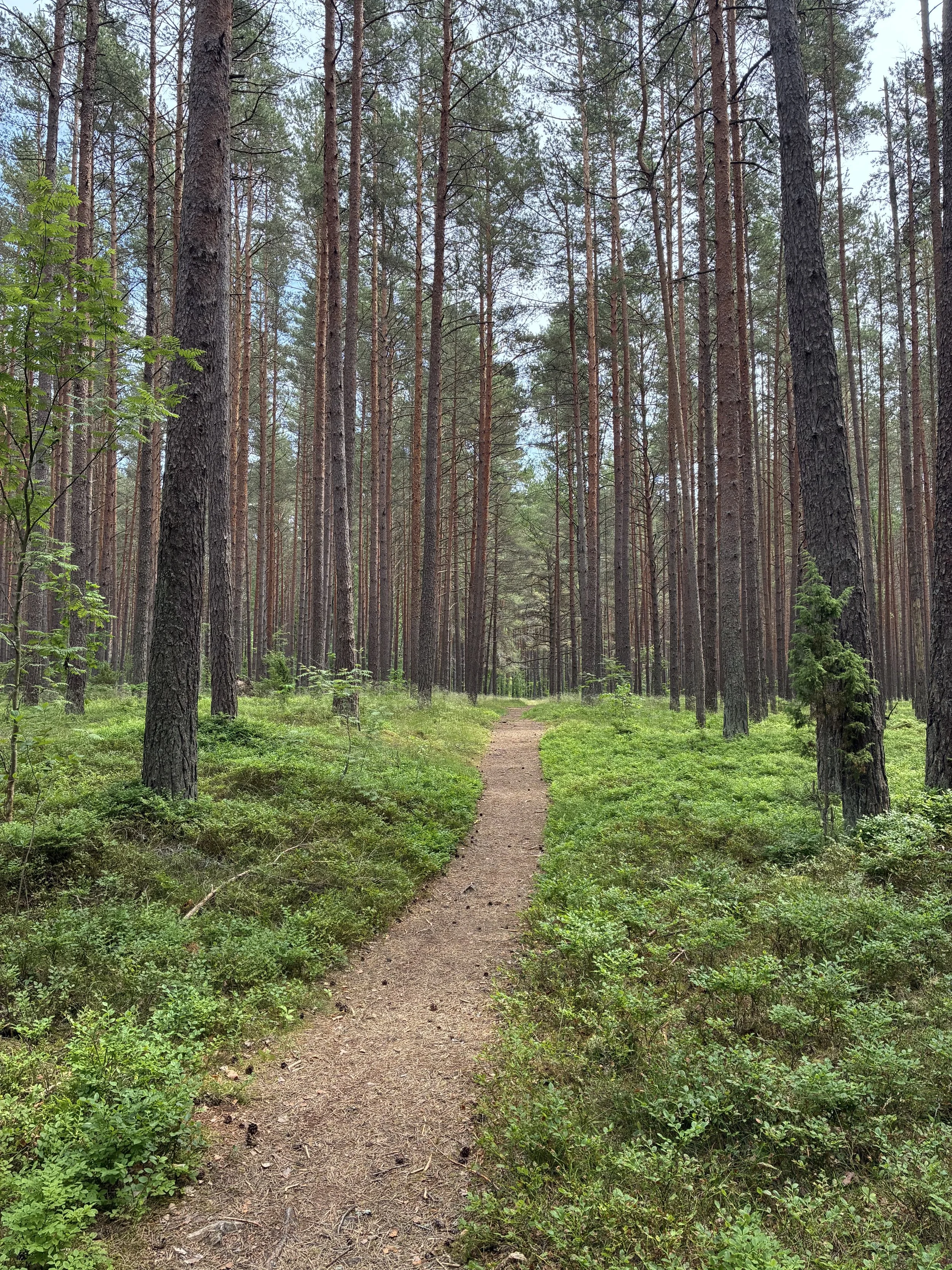 Hiking trail through pine forest near Lilaste, Latvia
