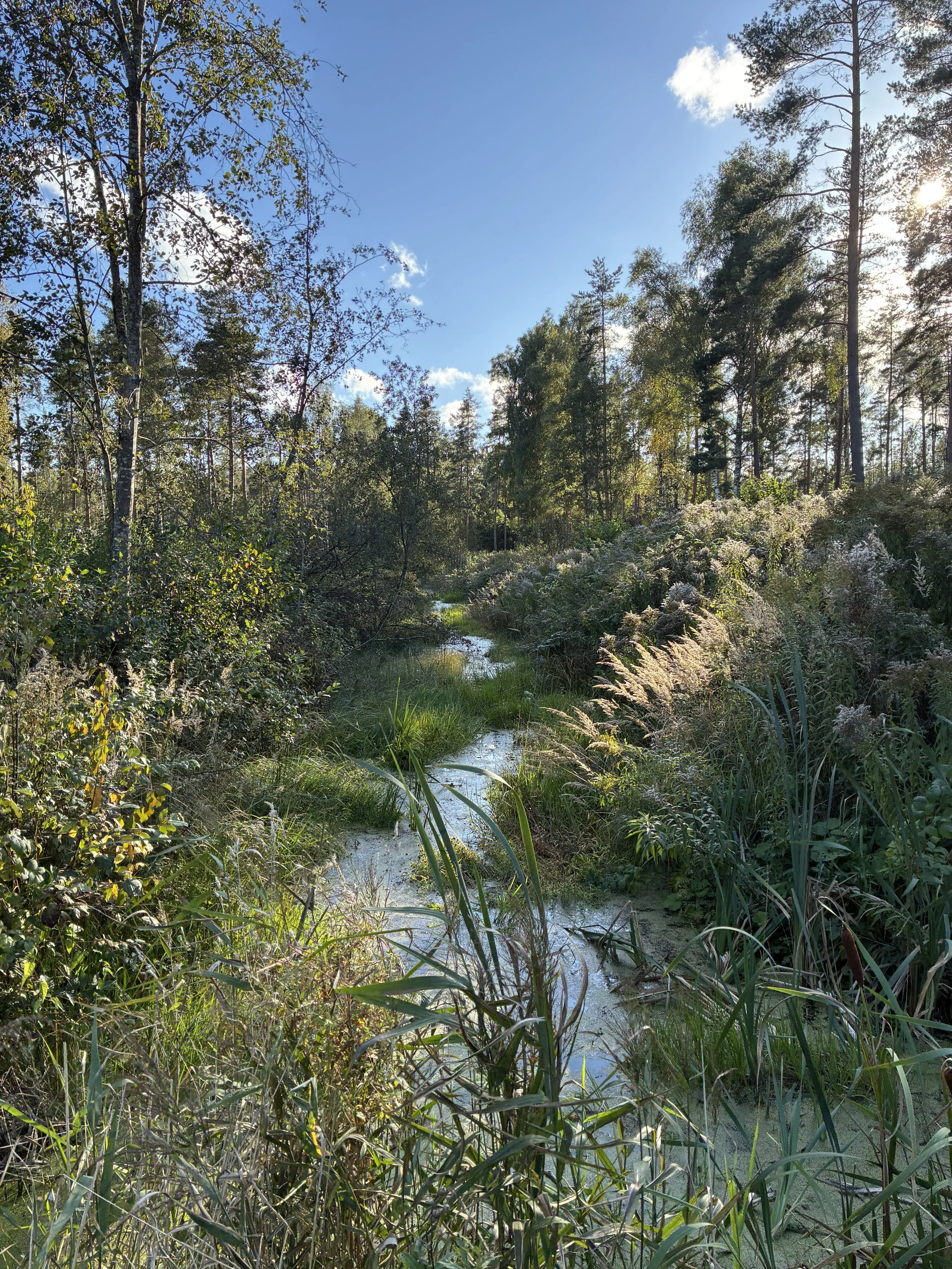 Sunlit forest clearing with a small natural pond near Ogre, Latvia