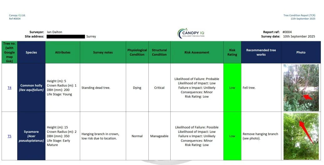 Example tree condition report schedule