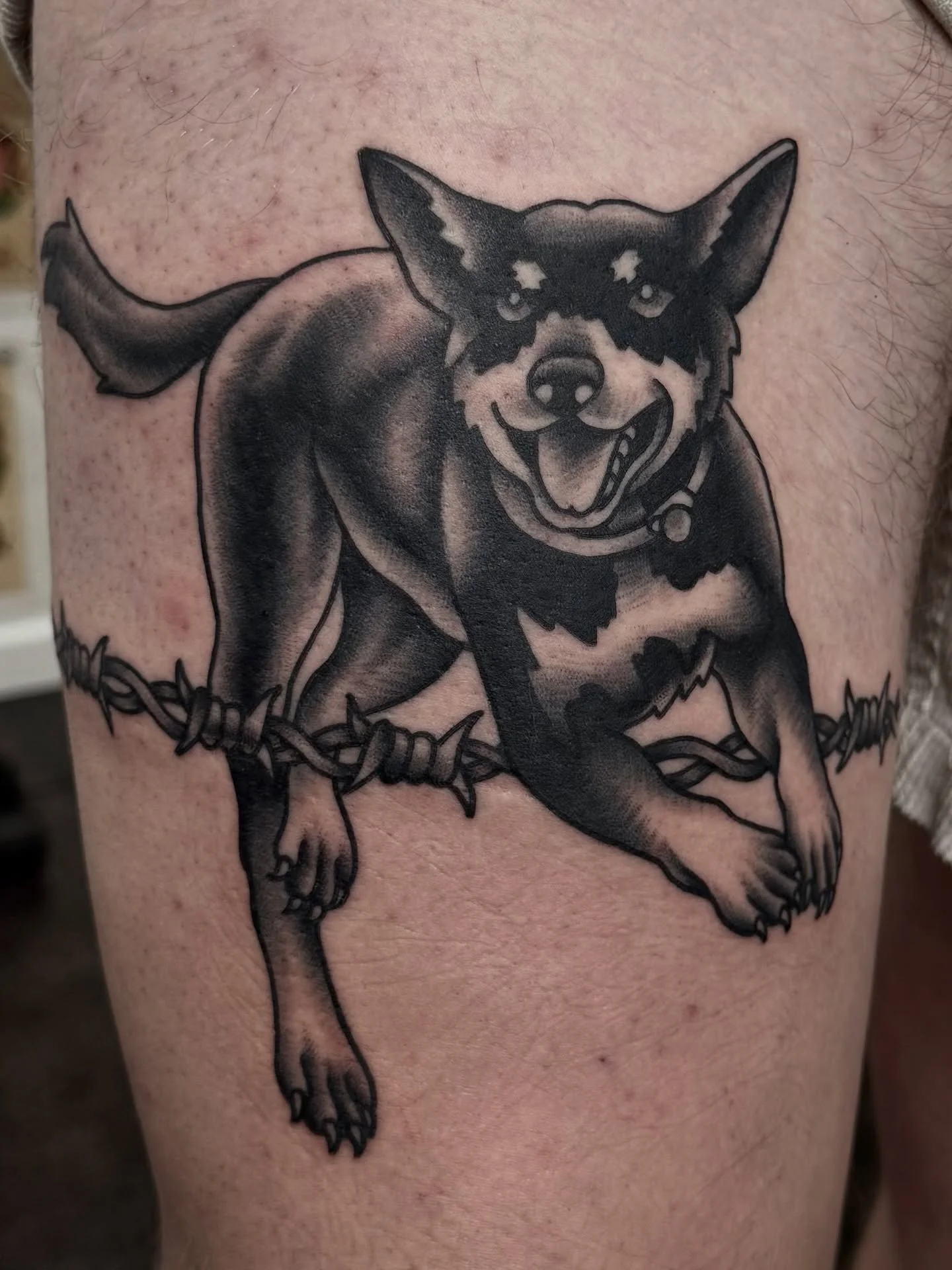 Fresh one for Bailey, thanks for visiting mate 🐾

#dogtattoo #sunshinecoasttattoo #traditionaltattoo #blackwork #brisbanetattoo