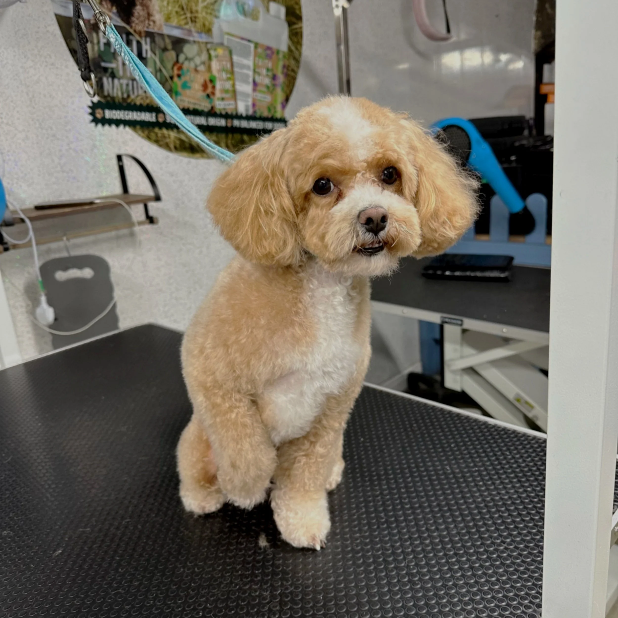 A small, curly-haired dog with a tan and white coat sitting on a grooming table at a pet grooming salon.