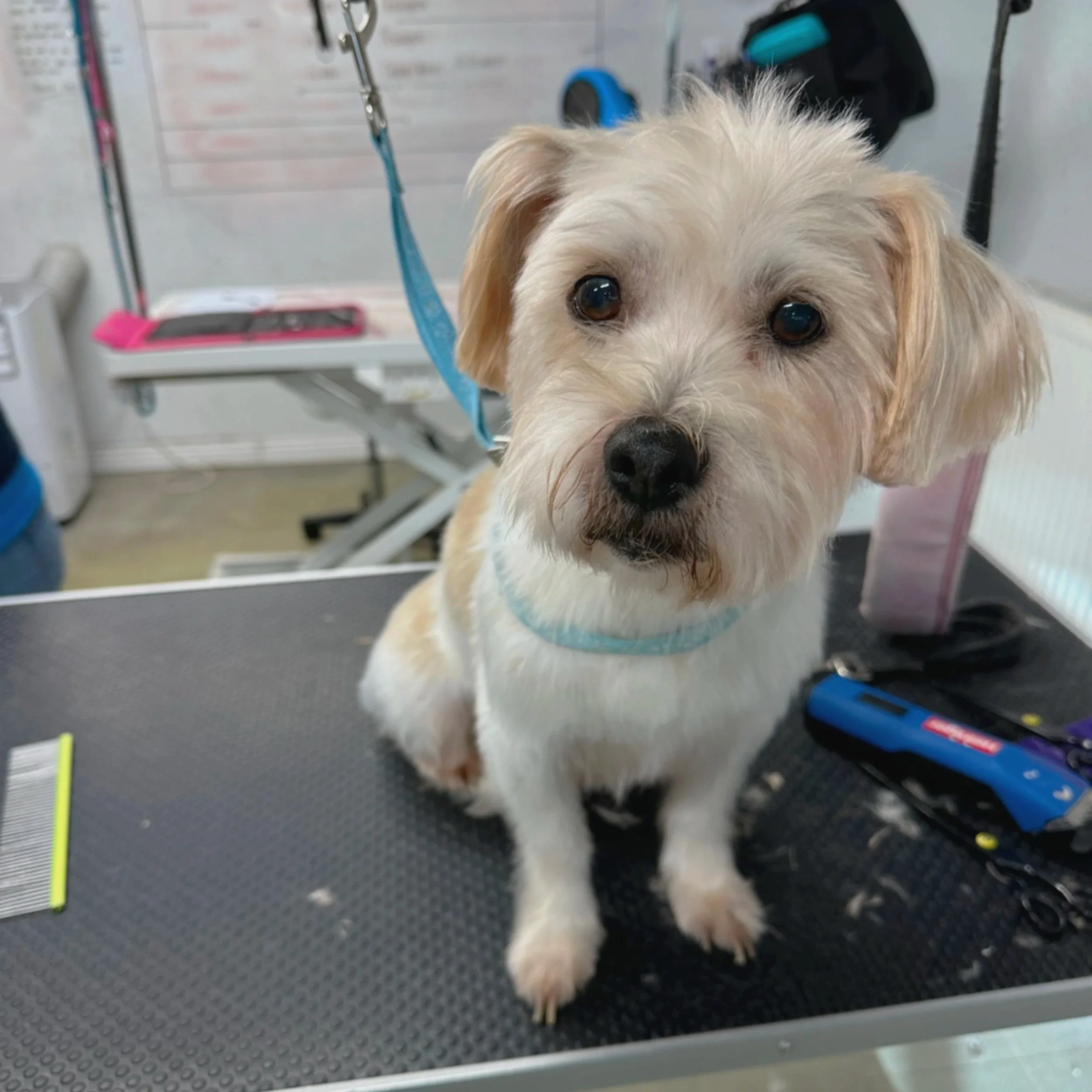 Cute dog with white and tan fur sitting on grooming table at vet or grooming salon.