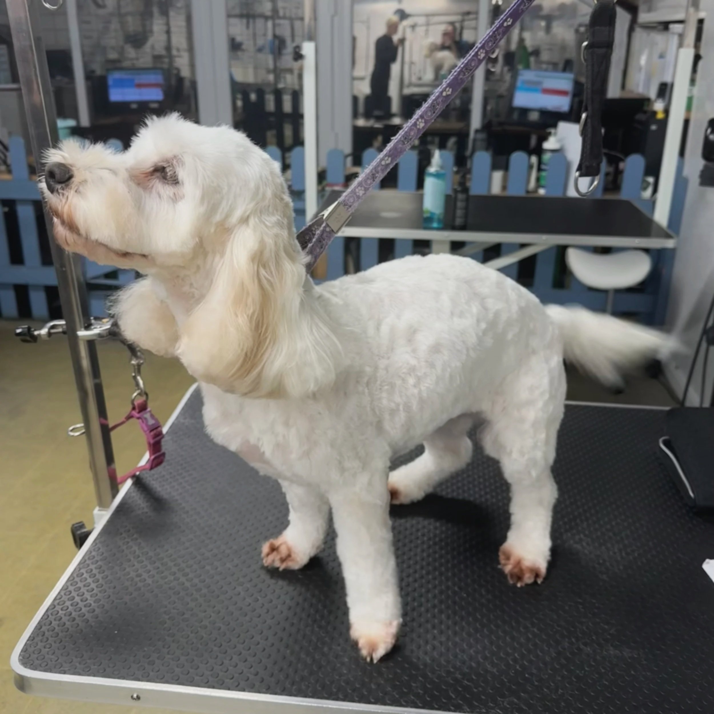 A white dog with long ears standing on a grooming table in a pet grooming salon, with grooming tools.
