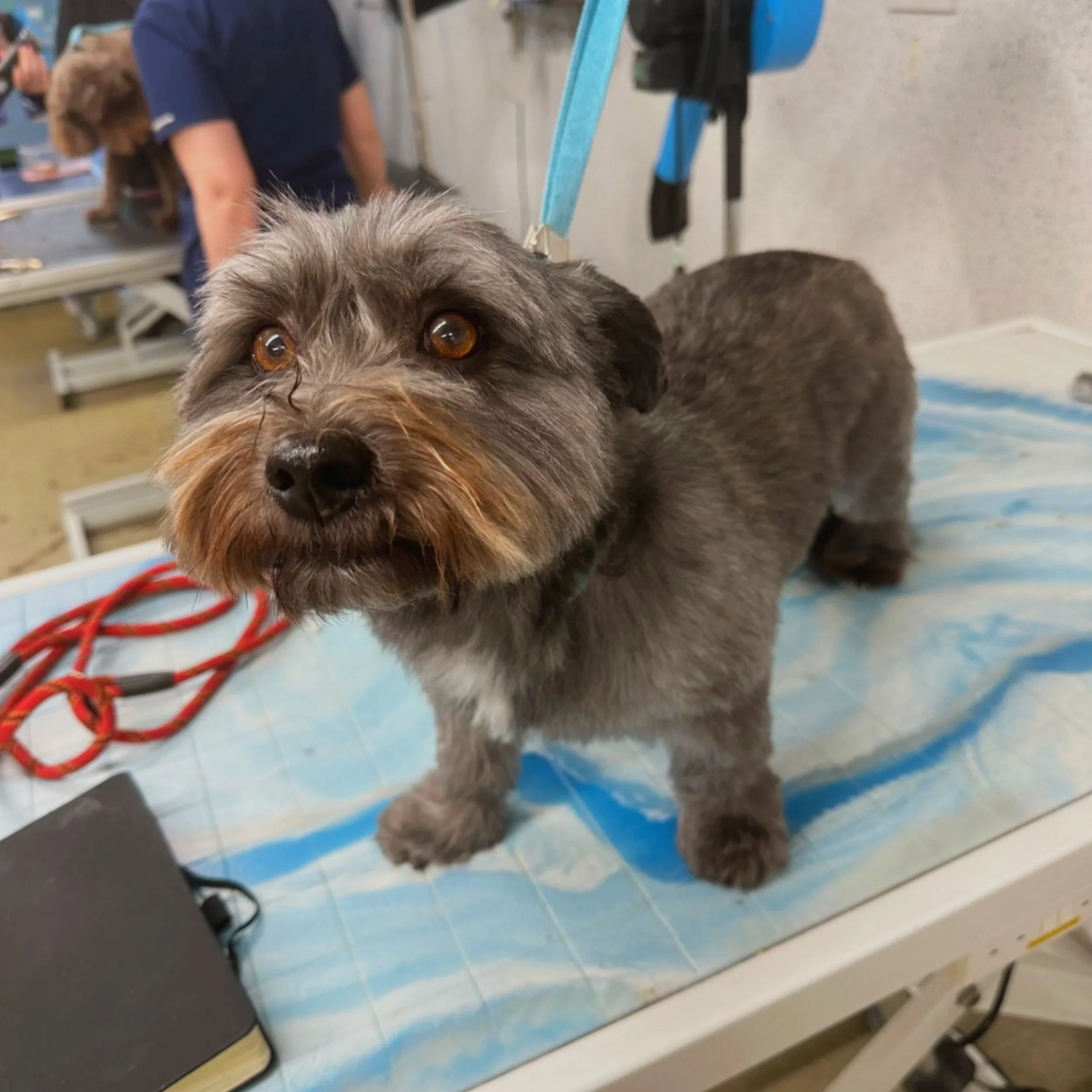 A small dog with grey and brown fur, standing on a grooming table with a blue and white cover, looking directly at the camera. The dog has expressive brown eyes and a groomed coat.